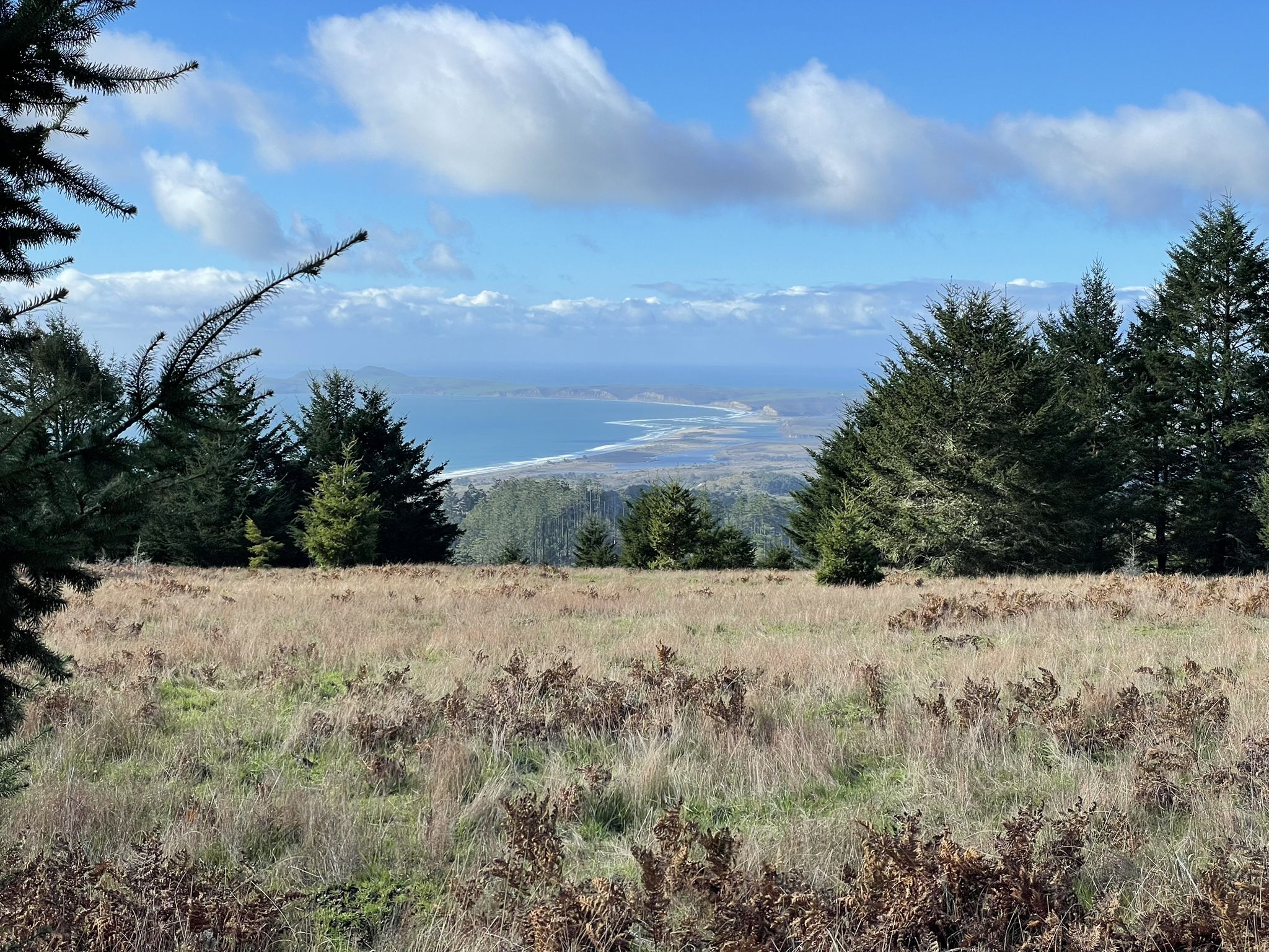 Sunny field overlooking a distant coastline with evergreen trees under a blue sky. - Woodward Valley Loop
