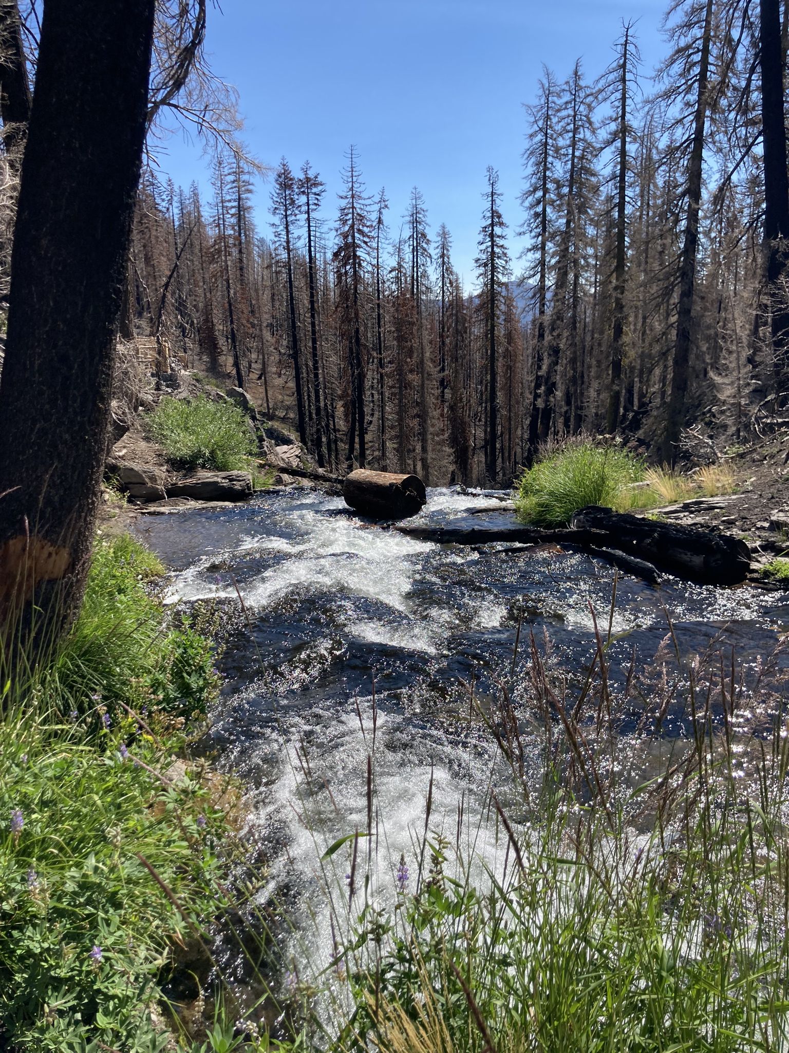 A river flows over submerged logs, surrounded by burnt trees and green foliage. - Kings Creek Falls Trail