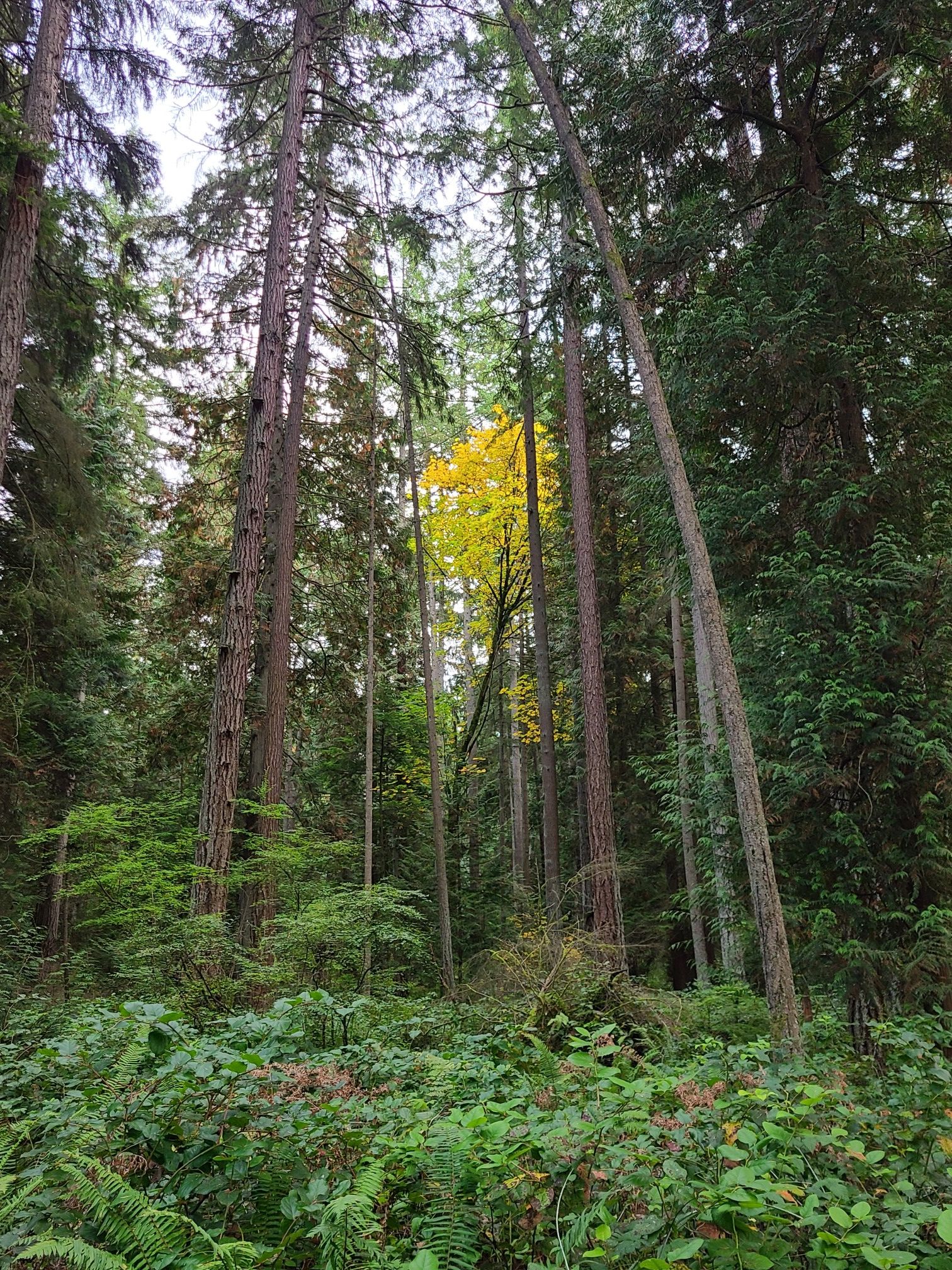 Tall forest trees with a single bright yellow tree amidst green foliage. - Coyote and Trillium Trail Loop
