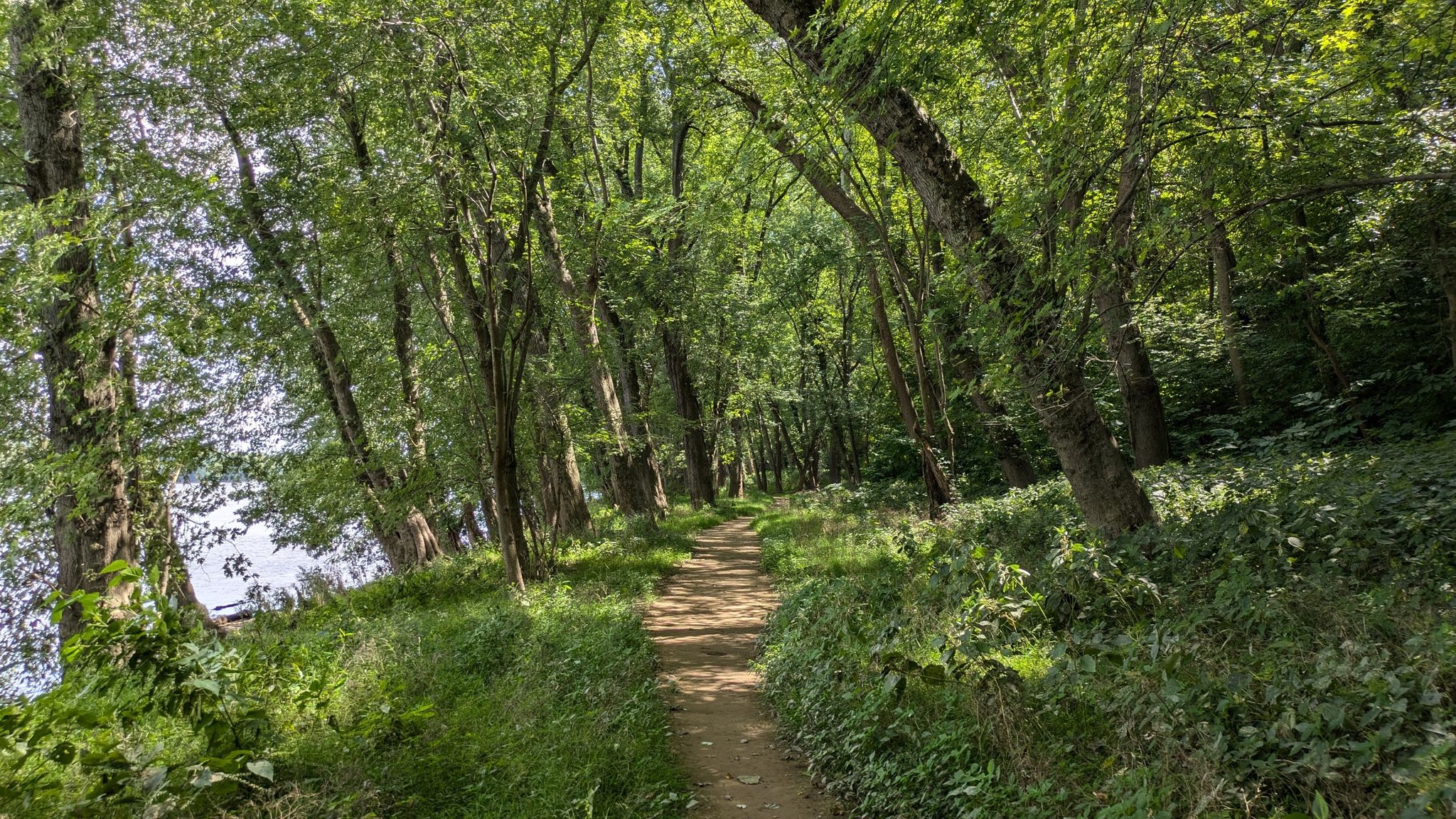 A winding dirt path through a lush green forest next to water. - Red Rock Overlook Trail