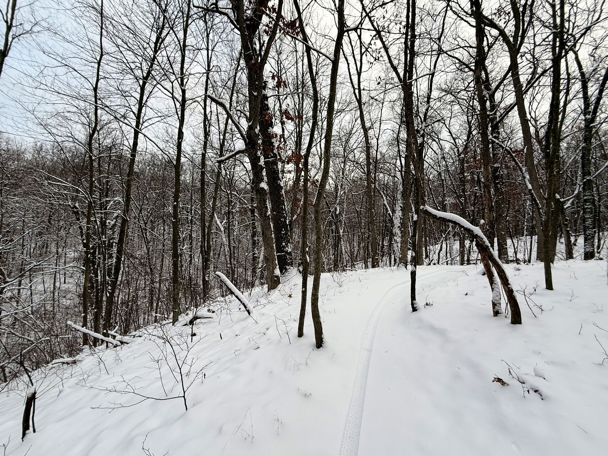 A snow-covered path winds through a bare winter forest under an overcast sky. - Cannonsburg East Loop