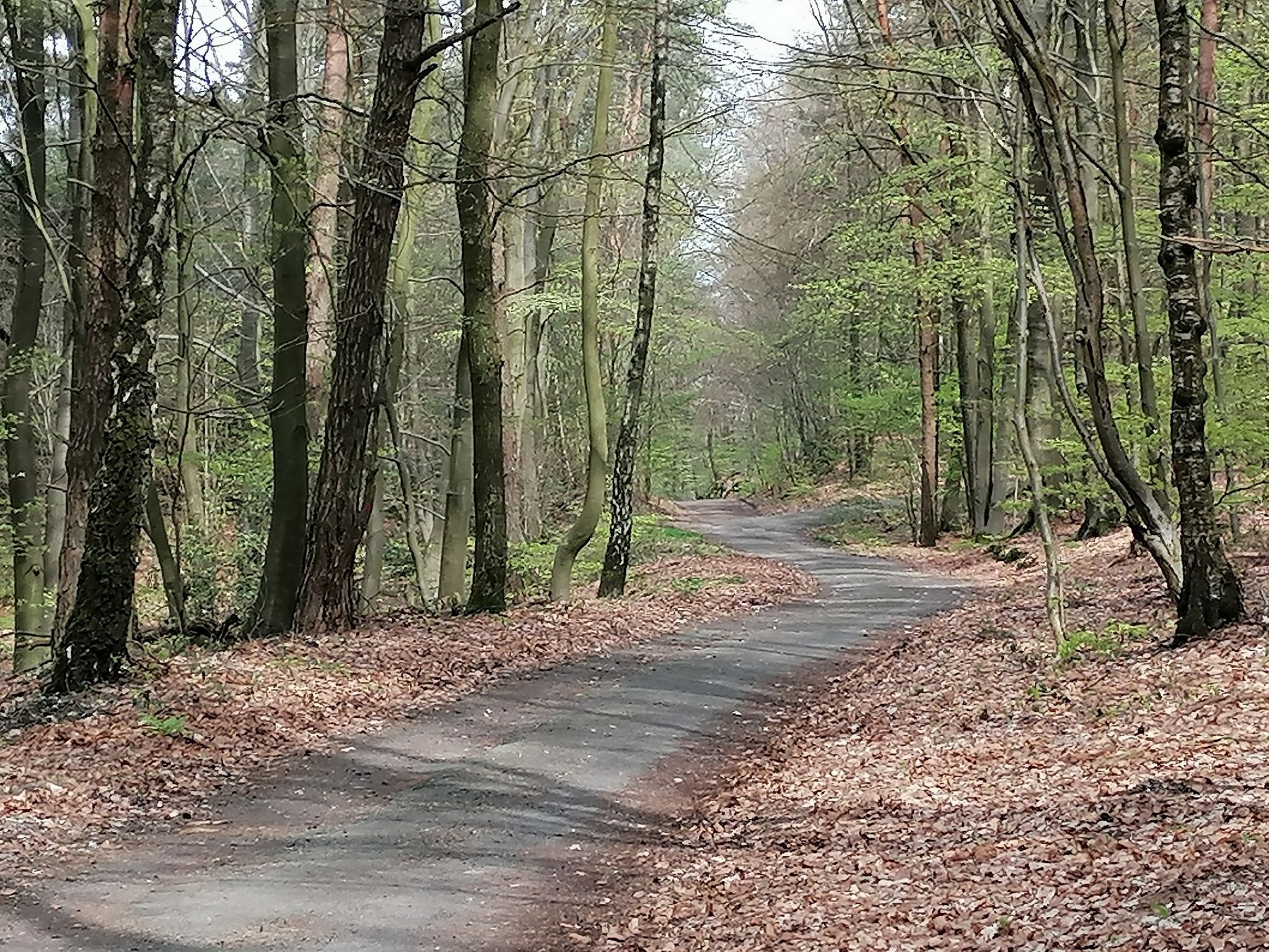 Toller Waldweg