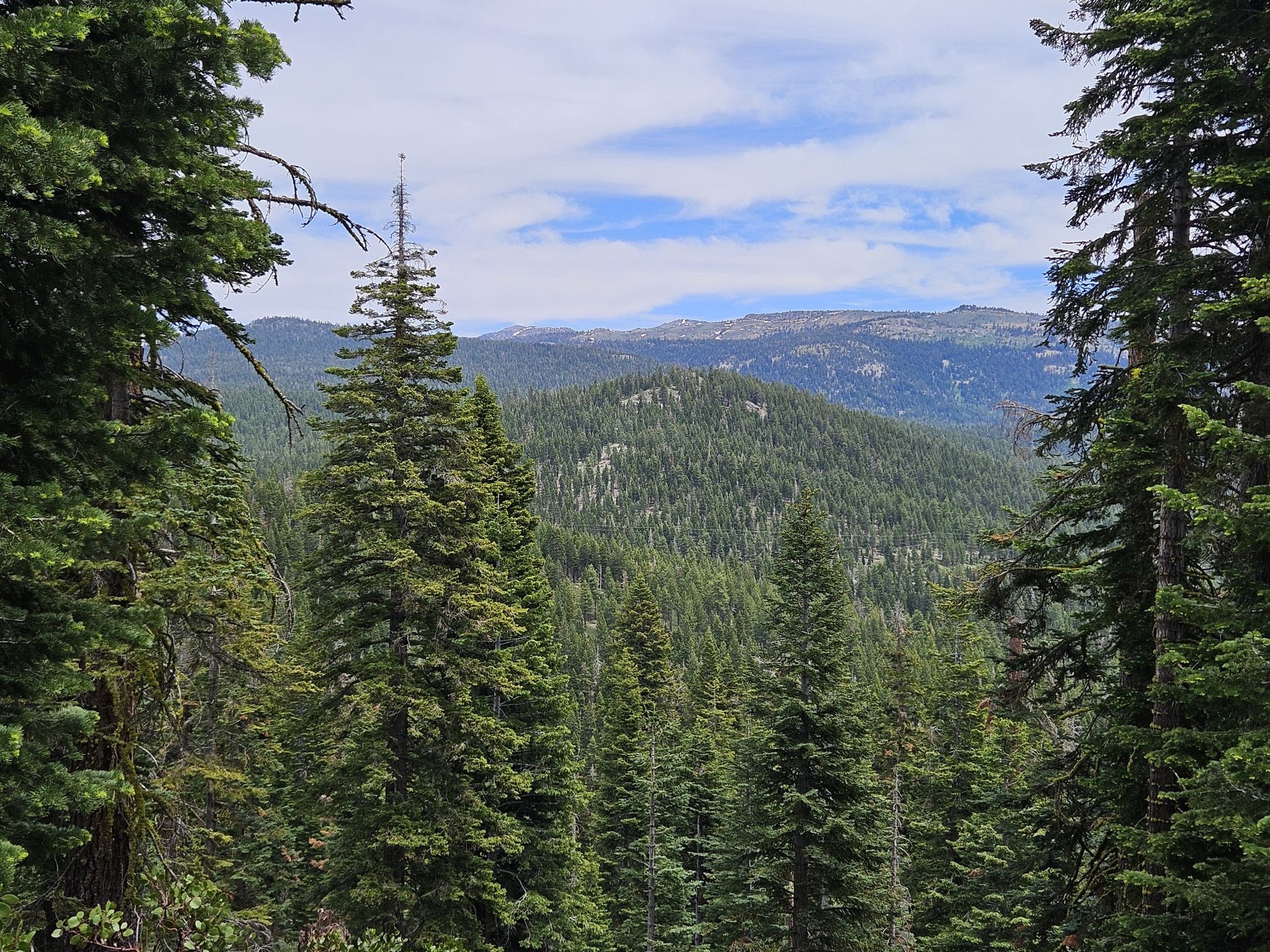 Dense evergreen forest covers rolling hills under a partly cloudy sky. - Tahoe Rim Trail: Brockway Summit to Gold Star Peak