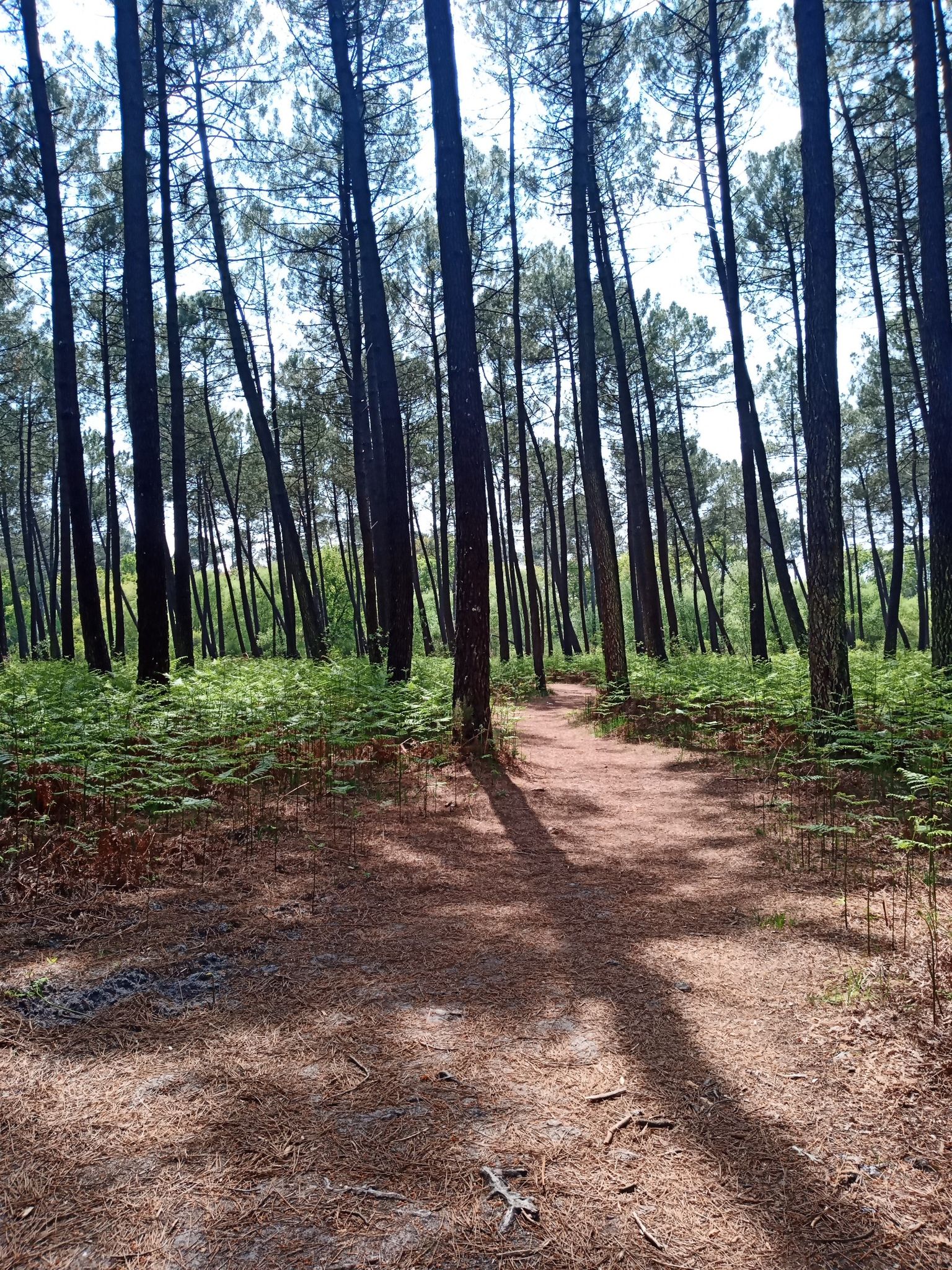 passage dans les bruyères