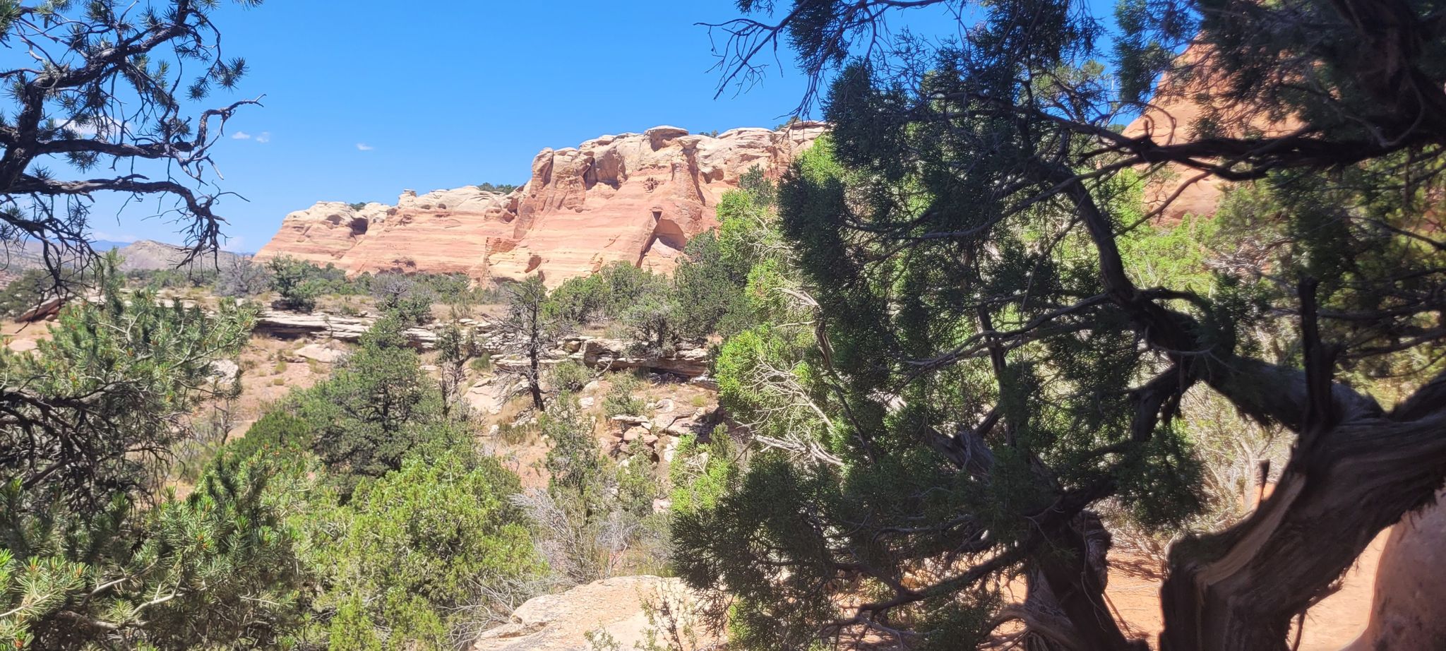 Wide view of a sunny red rock landscape with green trees in the foreground. - Rattlesnake Arches Loop