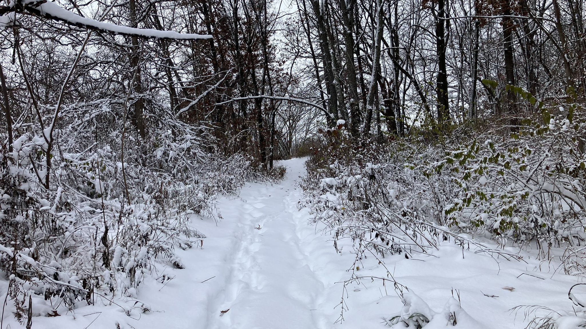 Narrow snow-covered trail through a dense winter forest with bare, snow-laden branches. - Hickory Knolls Natural Area