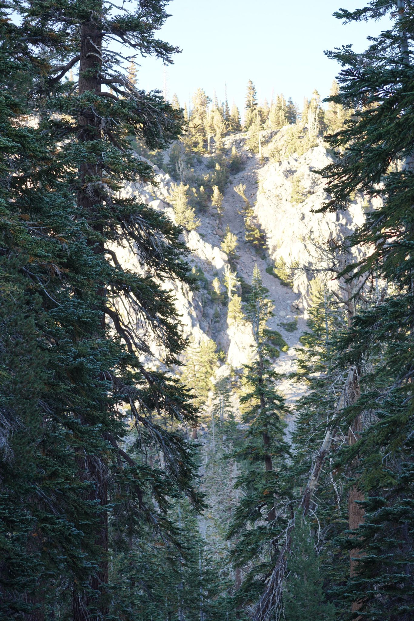 View through tall pine trees of a sunlit, rocky mountain slope. - Mountain View Trail Trailhead loop from Earthquake Fault