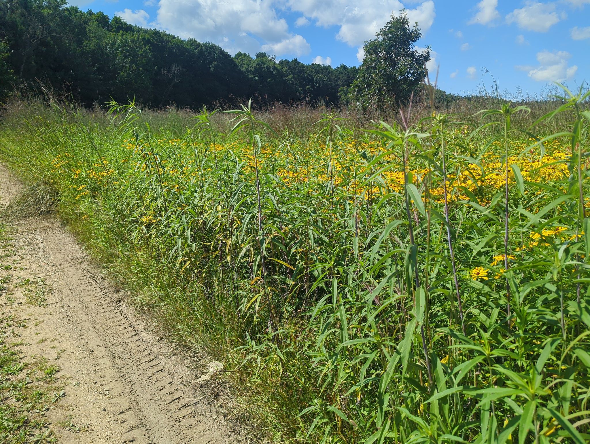 Dirt path next to a sunny field of green plants and yellow flowers. - Curtis Prairie, Noe Woods, and Leopold Pines Loop