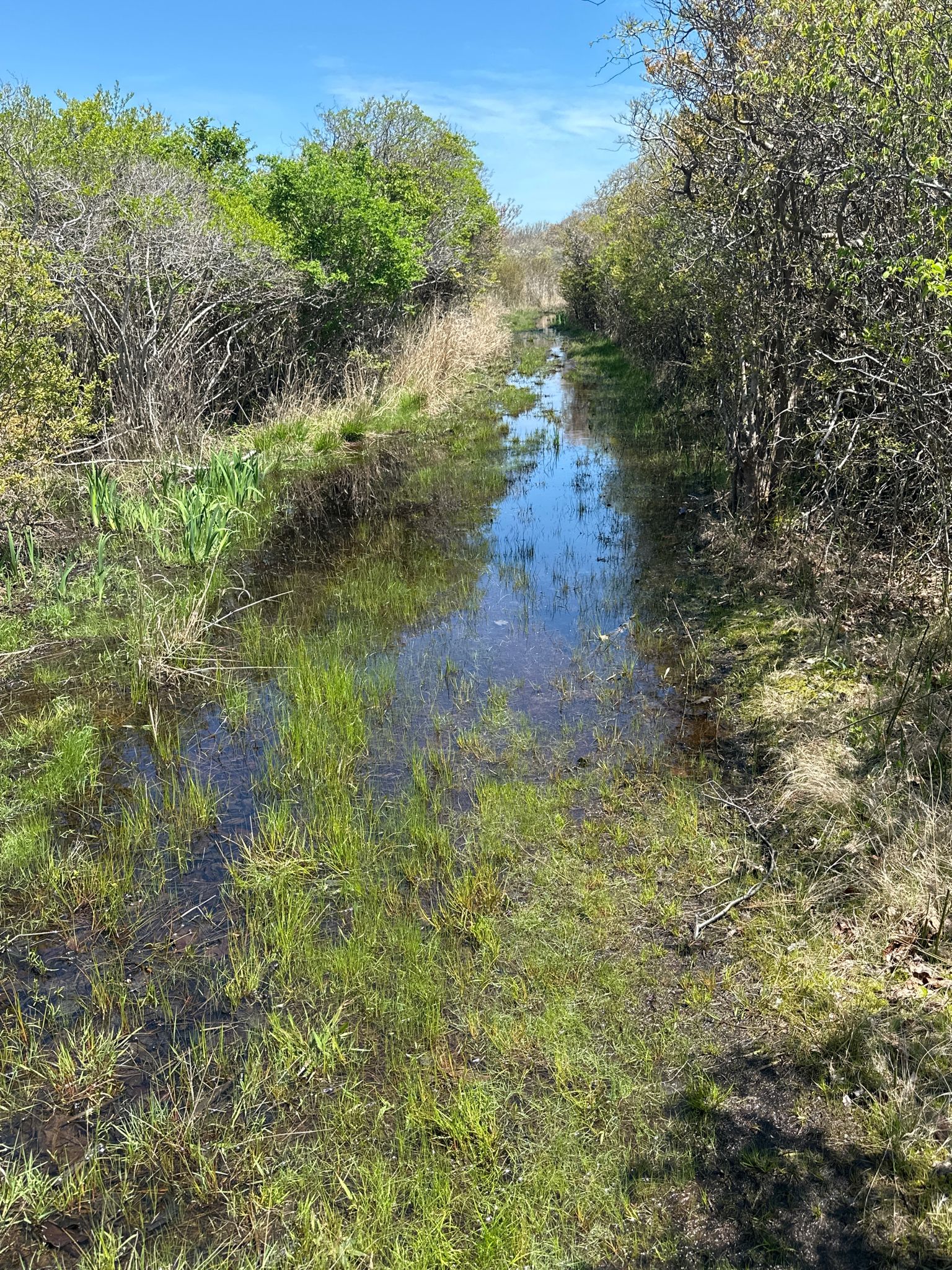 A flooded dirt path through green brush under a bright sky. - Oyster Pond, Seal Haul Out, and Money Pond Trail Loop