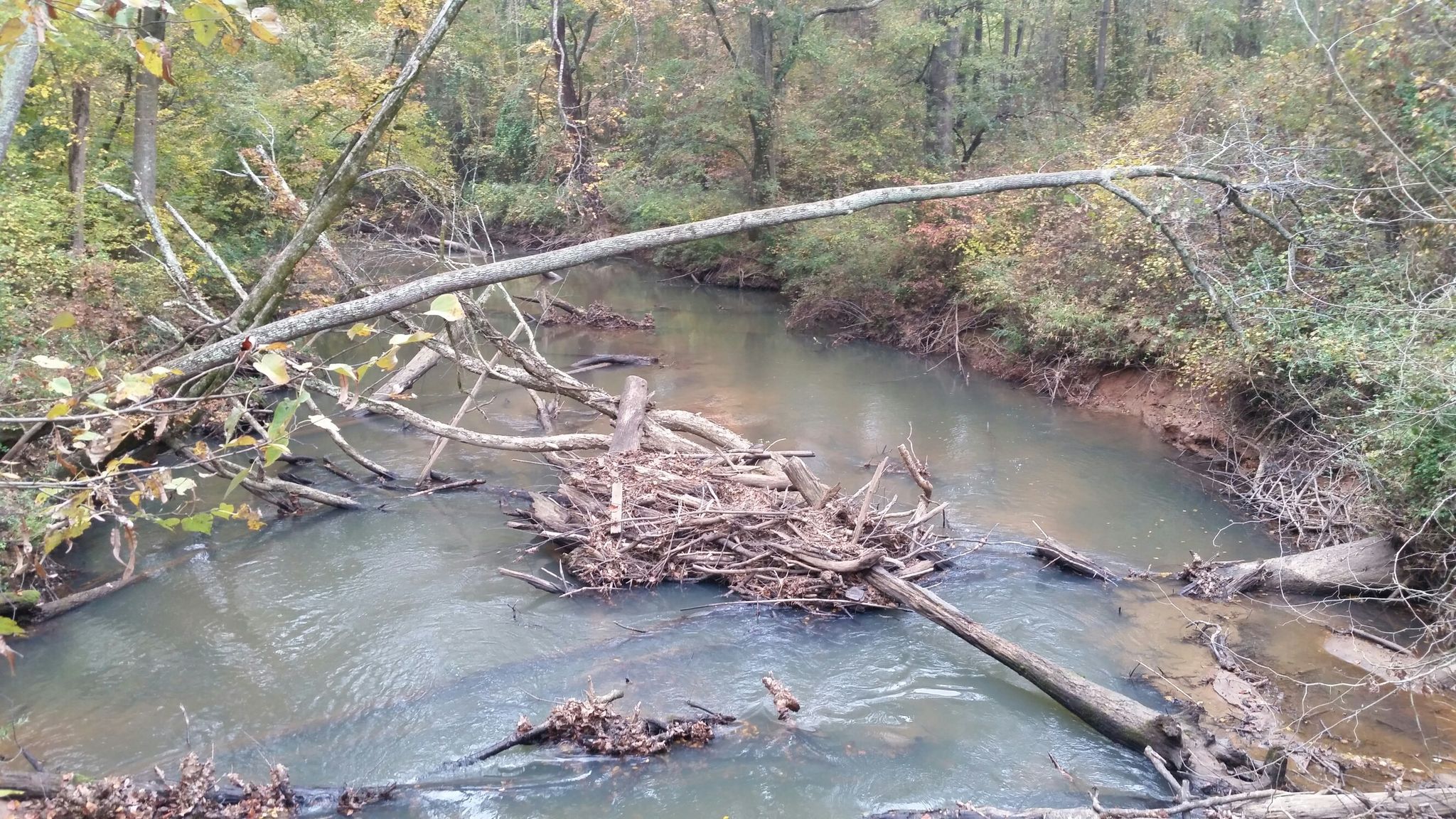 Murky stream with a large log jam and fallen trees in a forest. - Big Creek Greenway Alpharetta