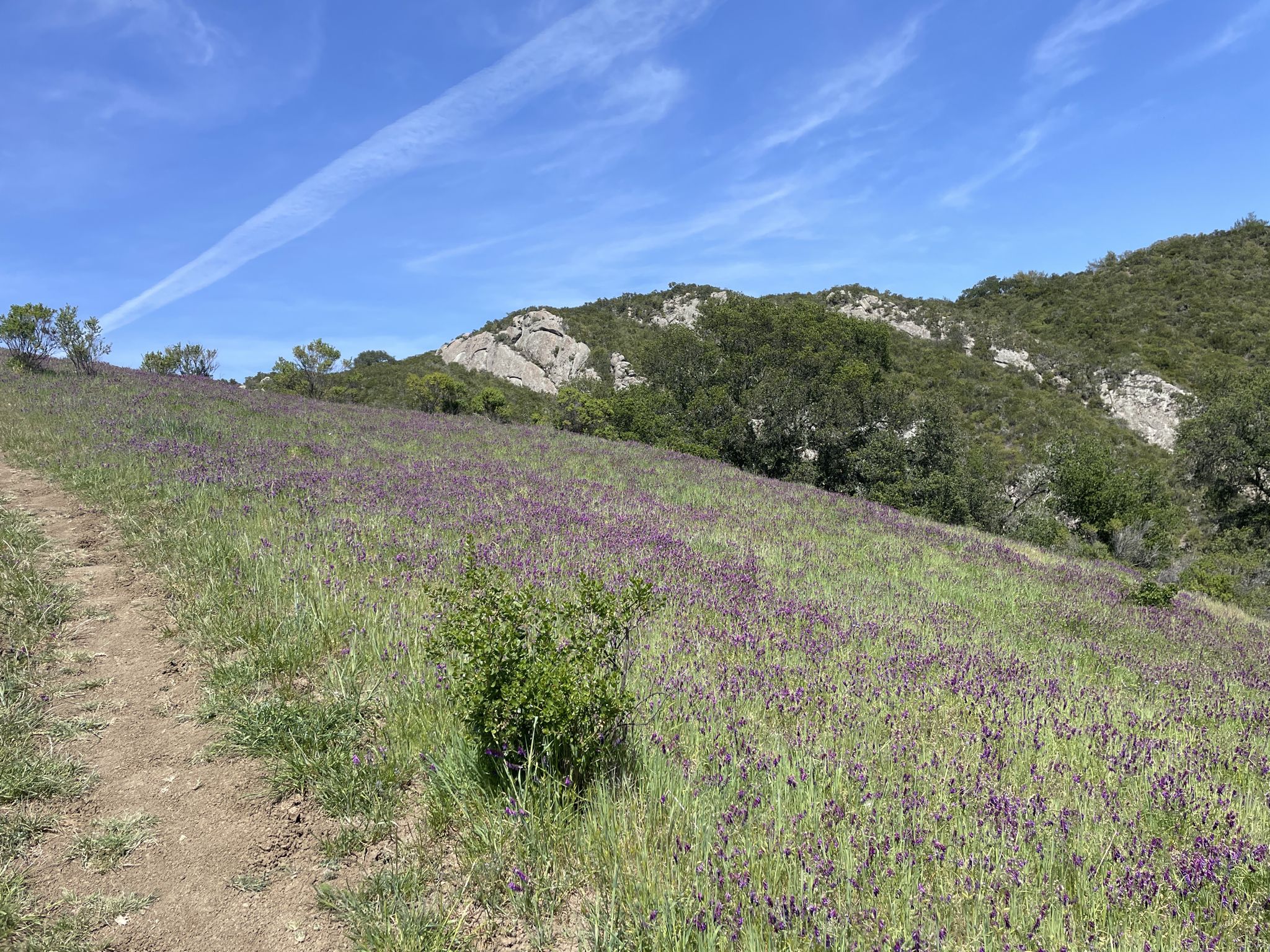 Dirt trail alongside a field of purple wildflowers and rocky green hills. - Calaveras and Del Amigo Trail Loop