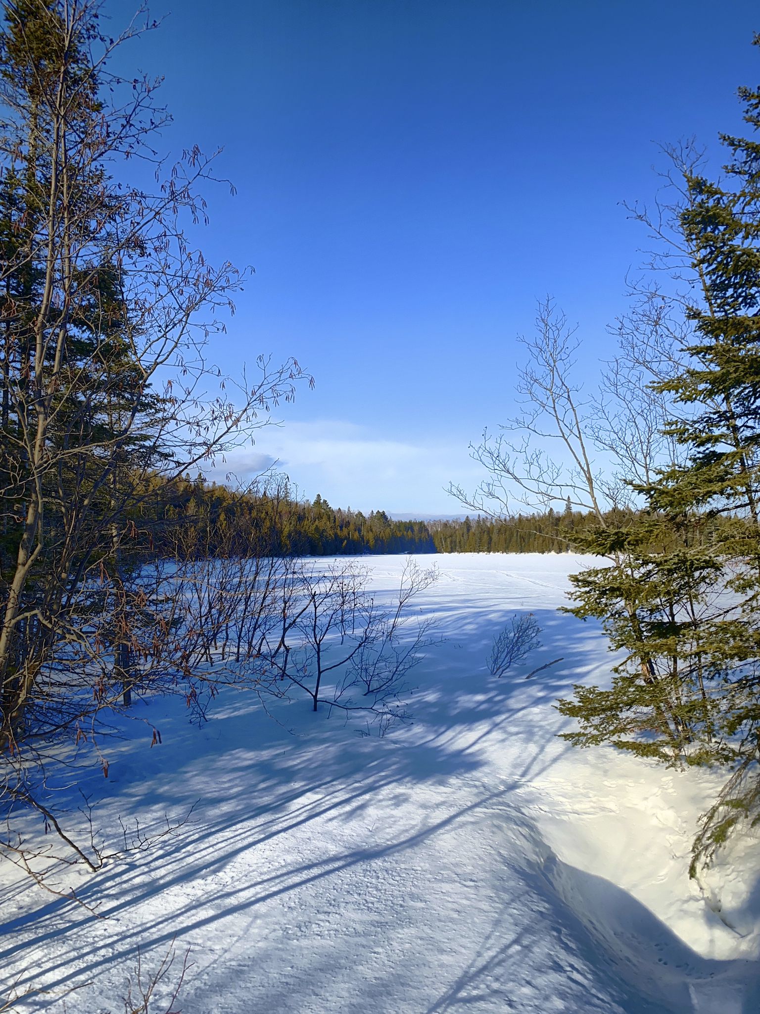 A vast snow-covered field surrounded by trees under a clear blue sky. - Matt Willis and Beaver Bog Trail Loop