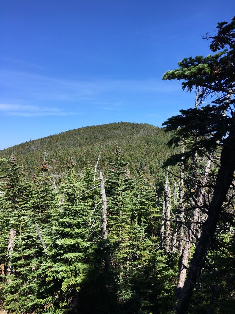 Dense evergreen forest covers a mountain under a bright blue sky. - Wildcat Ridge Trail