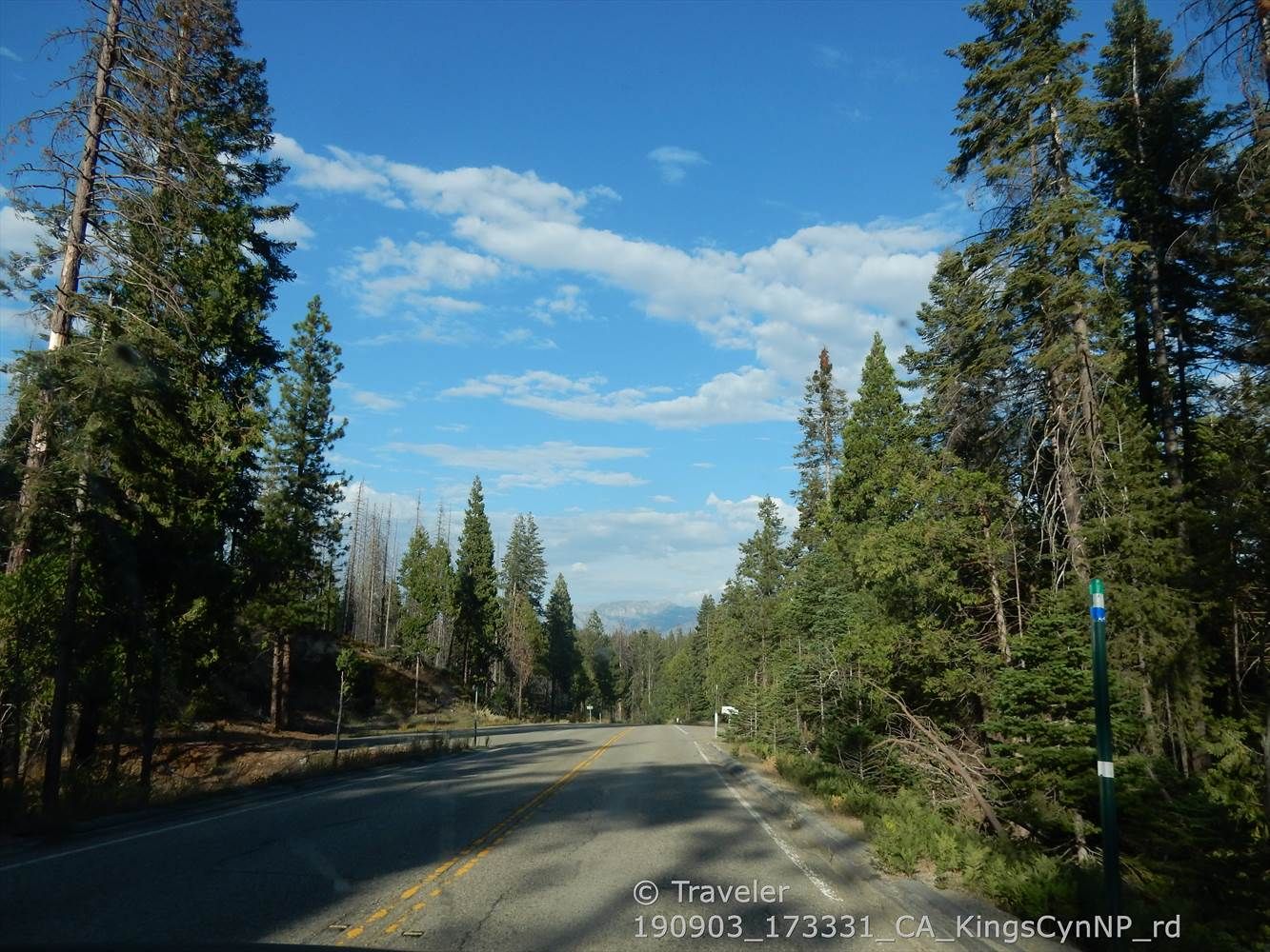 Paved road through a dense forest of tall pine trees under a blue sky. - Grant Grove Visitor Center & Hume Lake loop