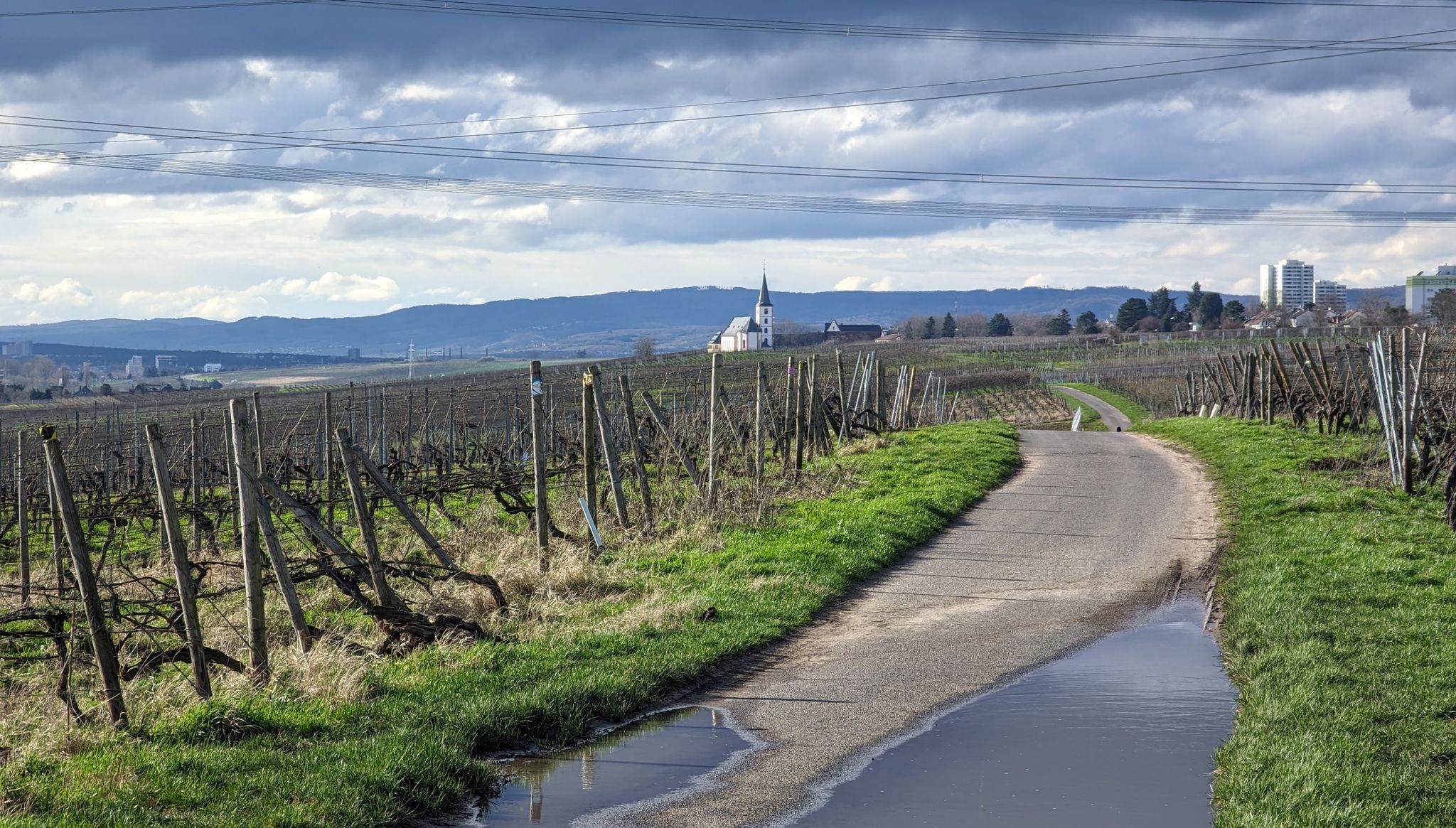 Blick zurück nach Hochheim. Im Hintergrund der Rheingau