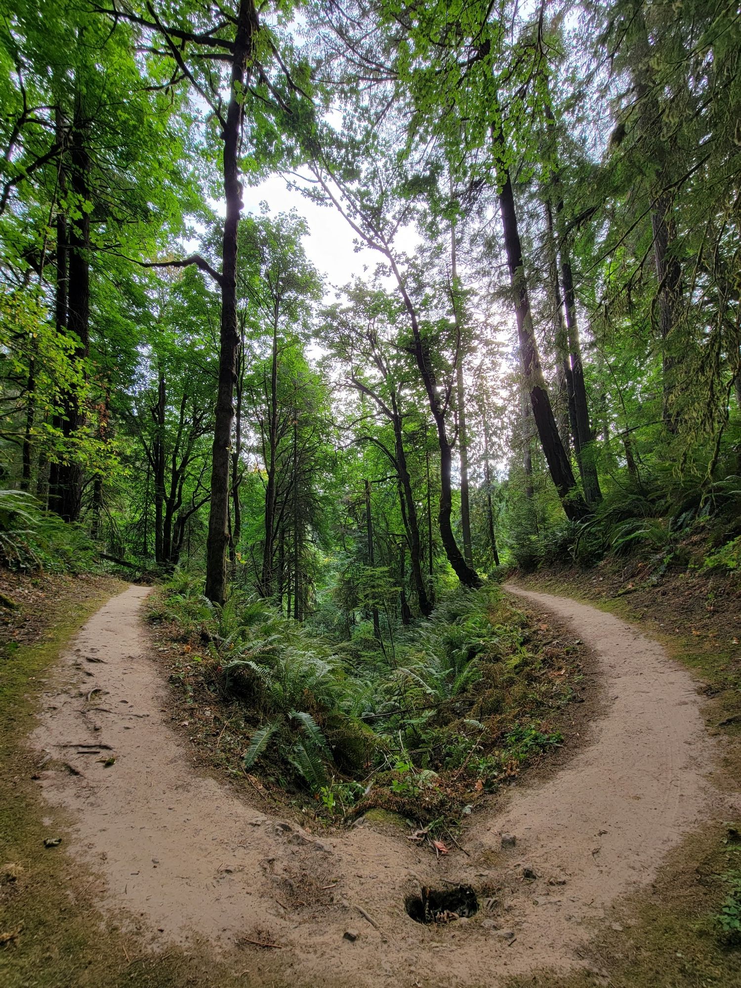 A fork in a dirt path through a dense, sun-dappled green forest. - St. Johns Bridge Viewpoint loop from Forest Park