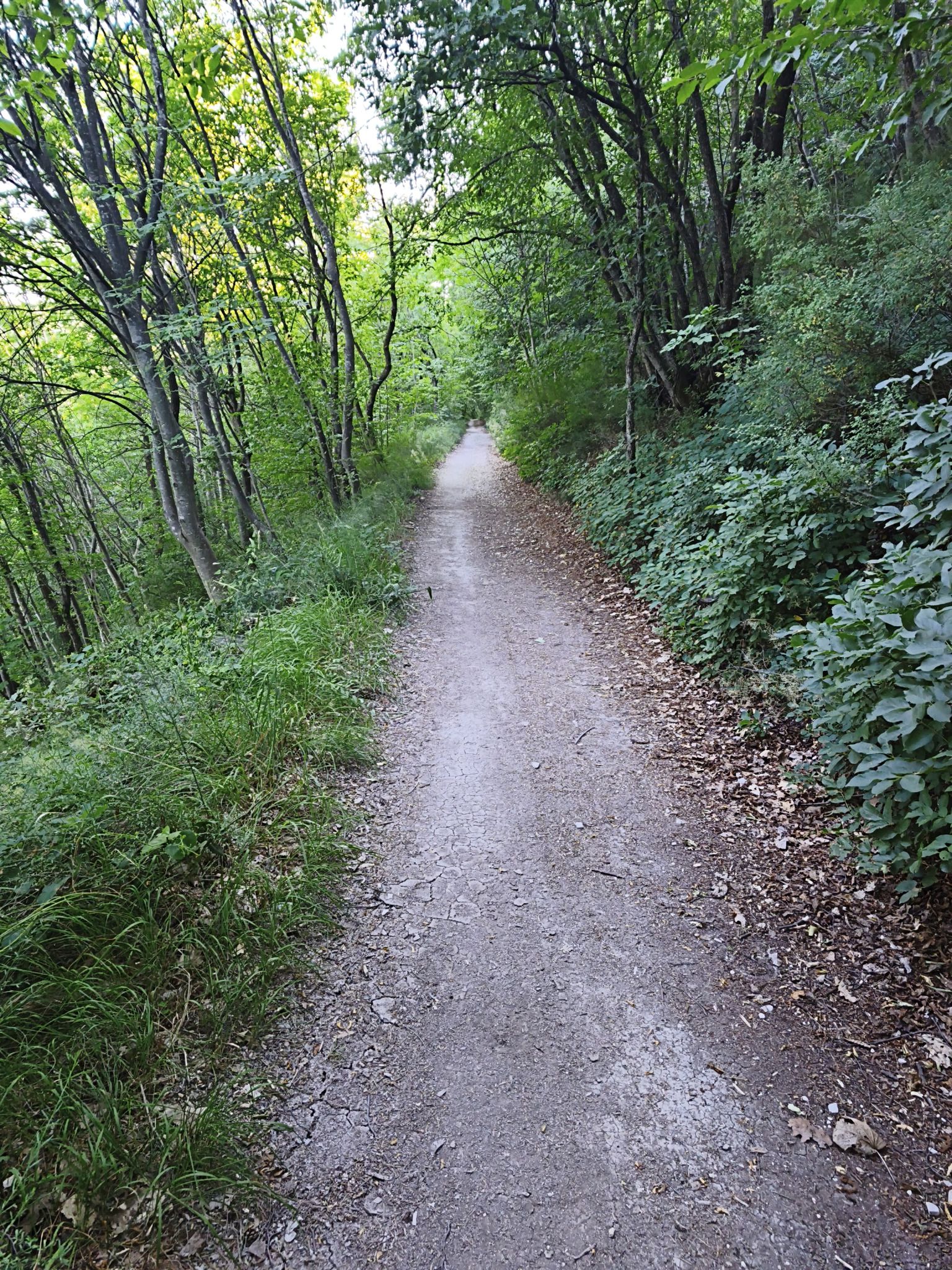 Macchia delle Tassinete