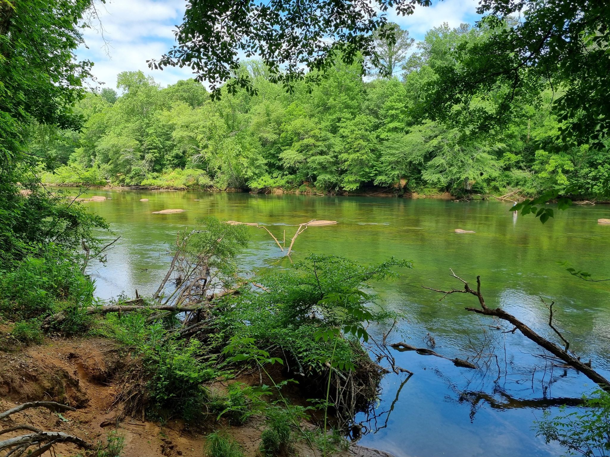 Serene river flowing through a dense green forest. - Buford Dam Beach loop from Buford Dam