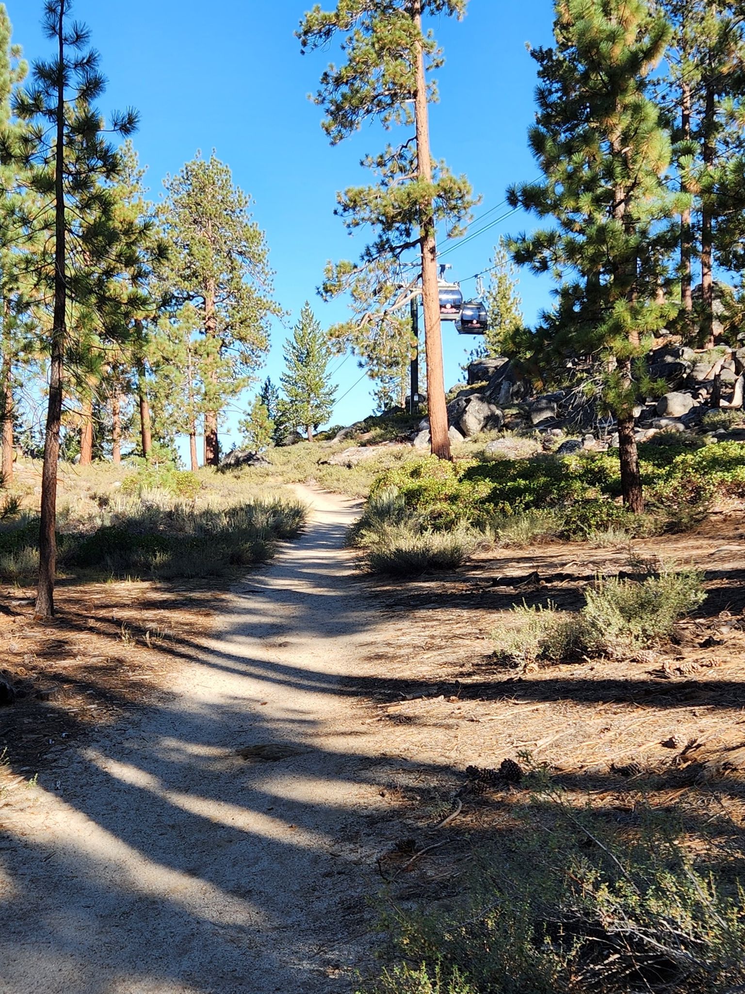 An uphill dirt path through pine trees with gondolas in the sky. - Barn Trail