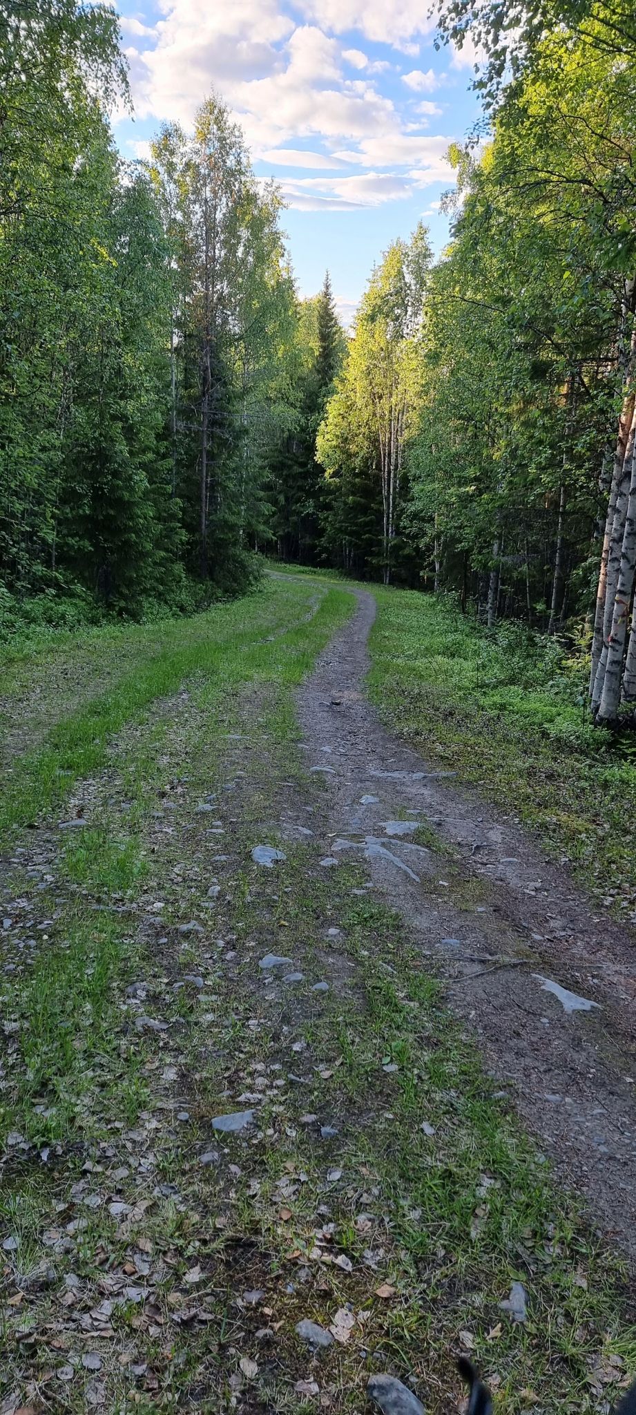skogsfrun