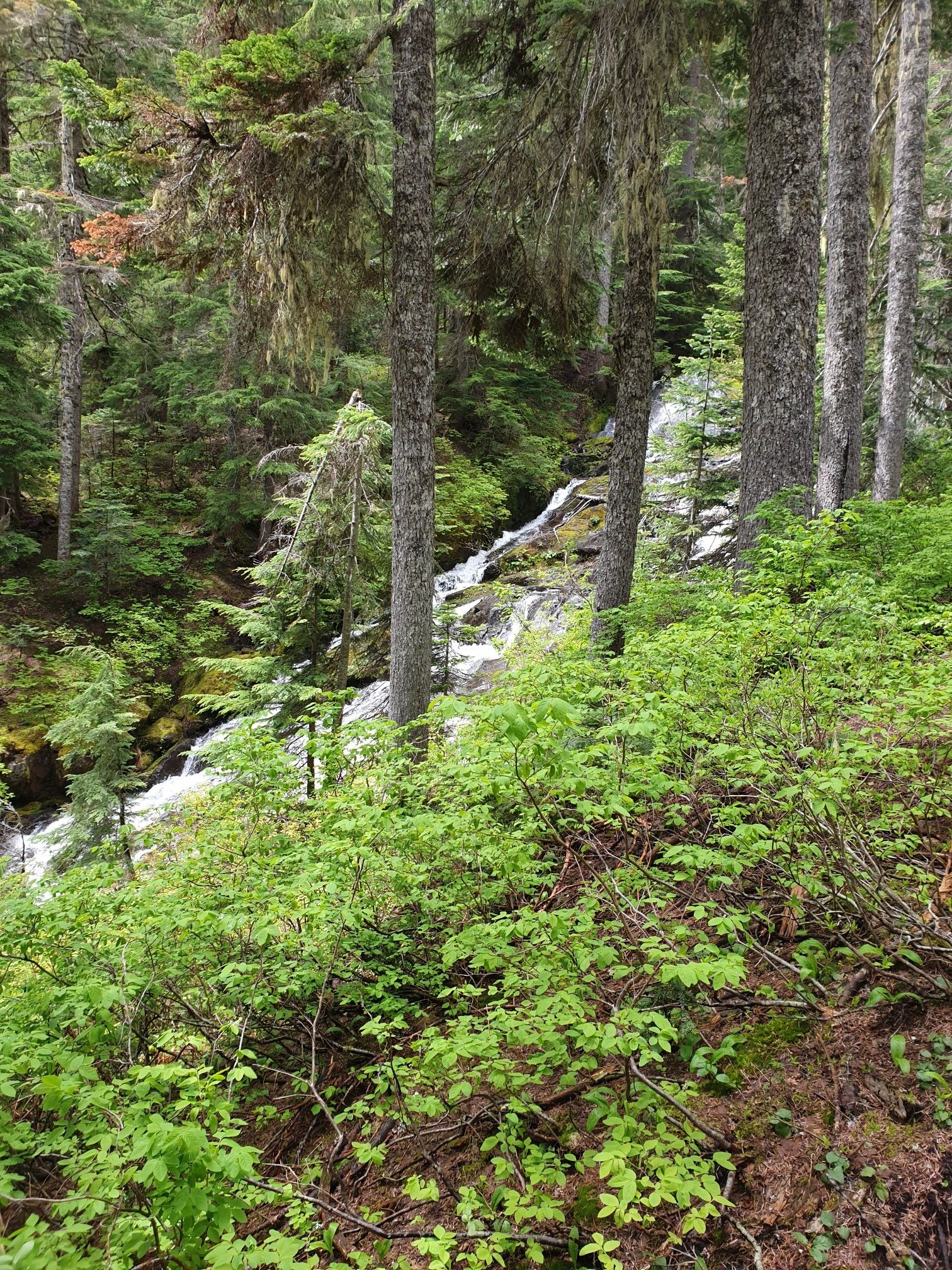 Lush green forest with a cascading waterfall visible through dense foliage. - Rachel Lake Trail