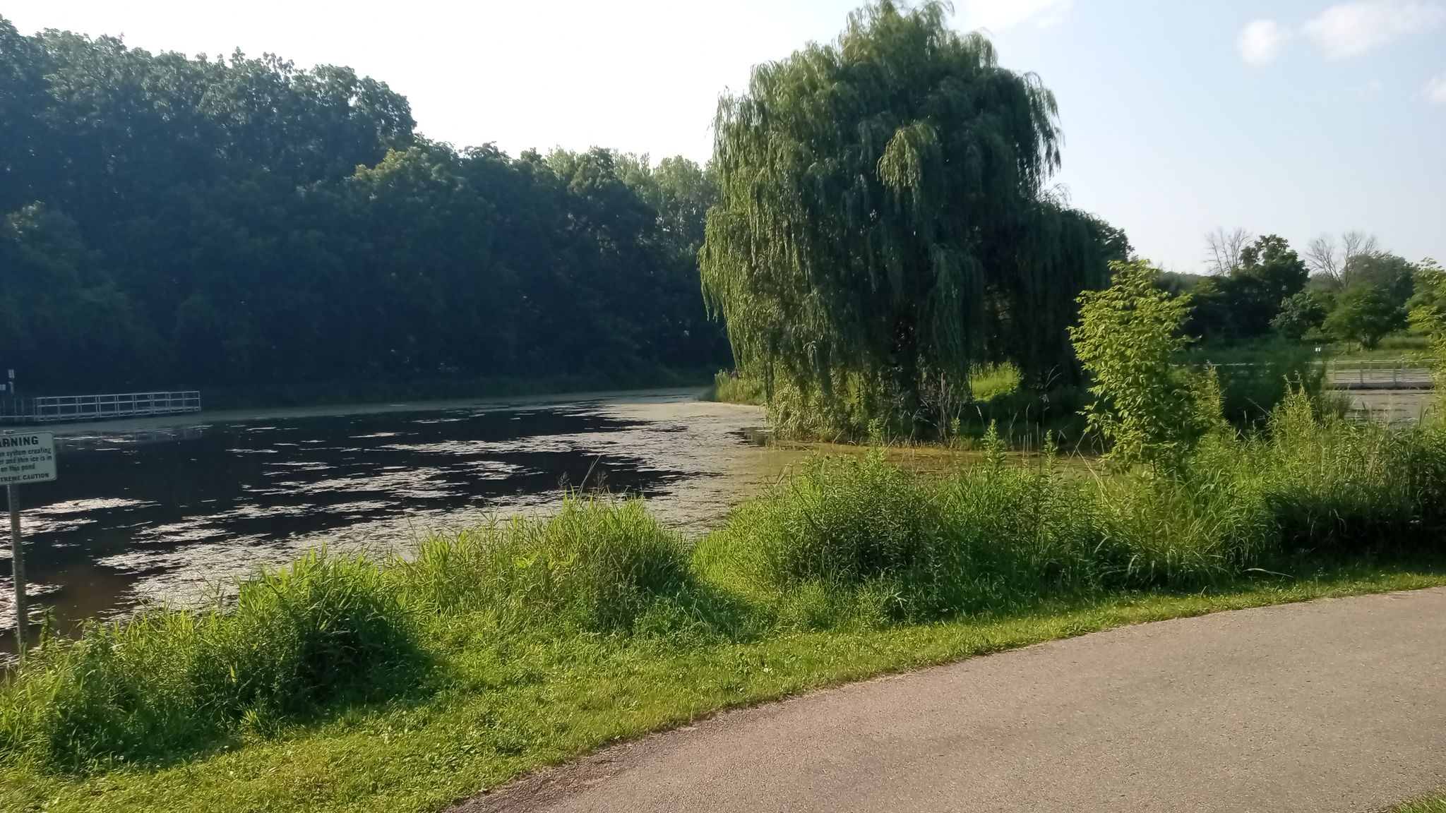 A pond with a large willow tree and paved path under bright daylight. - Savanna Trail Loop