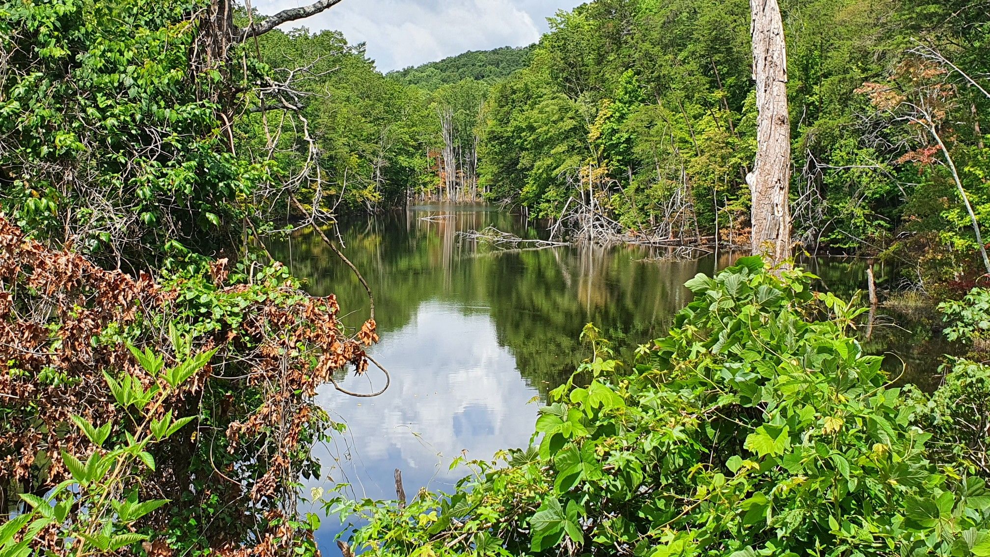 Lush green forest surrounds a calm lake reflecting the cloudy sky. - Greenville Watershed loop