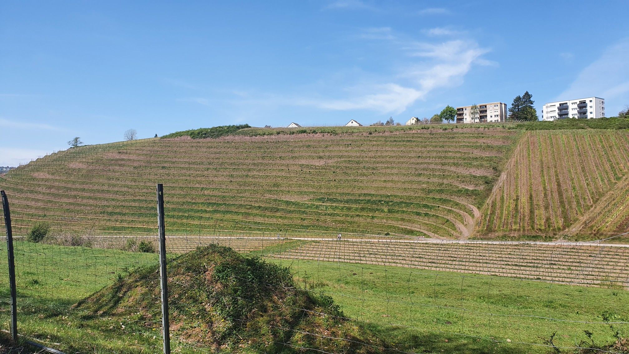 Weinterassen in Olewig