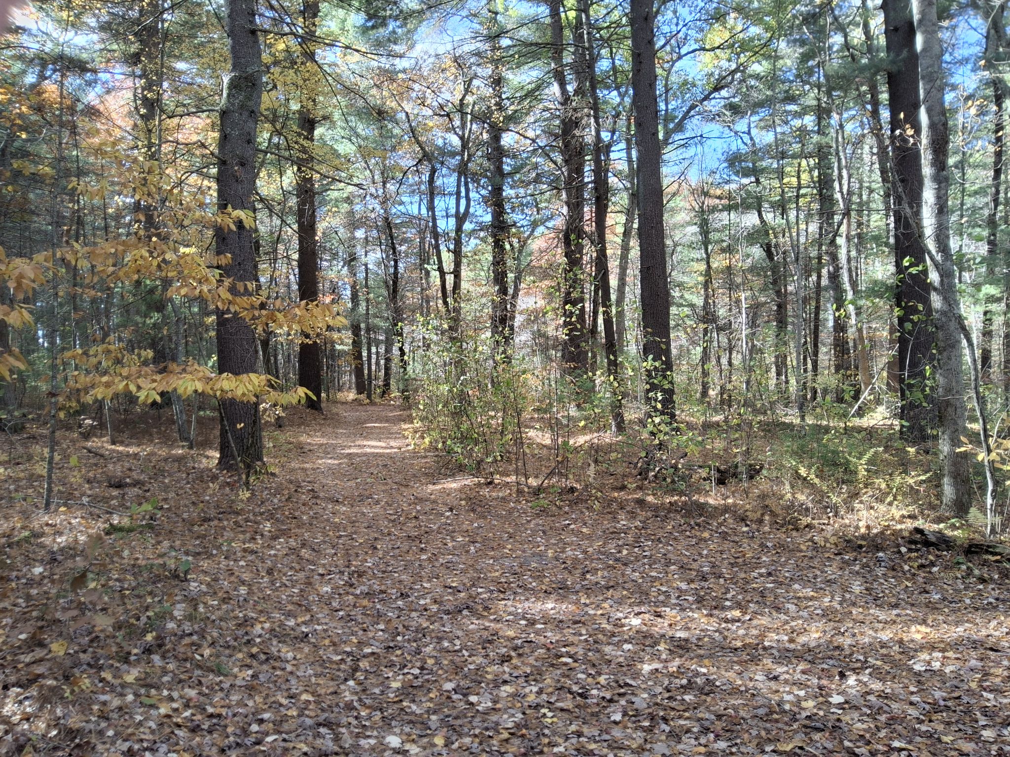 A sunlit forest path covered in autumn leaves, winding through tall trees. - Moose Hill Farm Road – Borderland State Park loop from Sharon