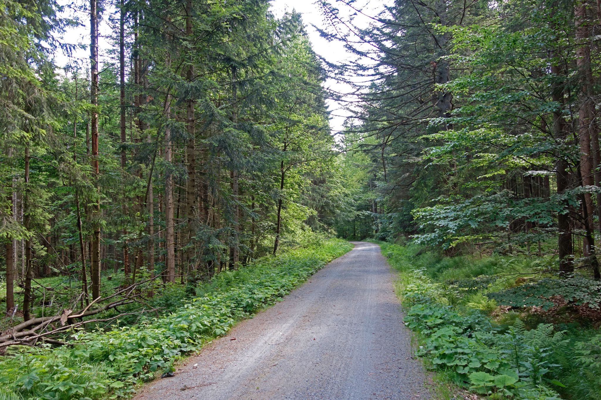 auf dem Fatimaweg