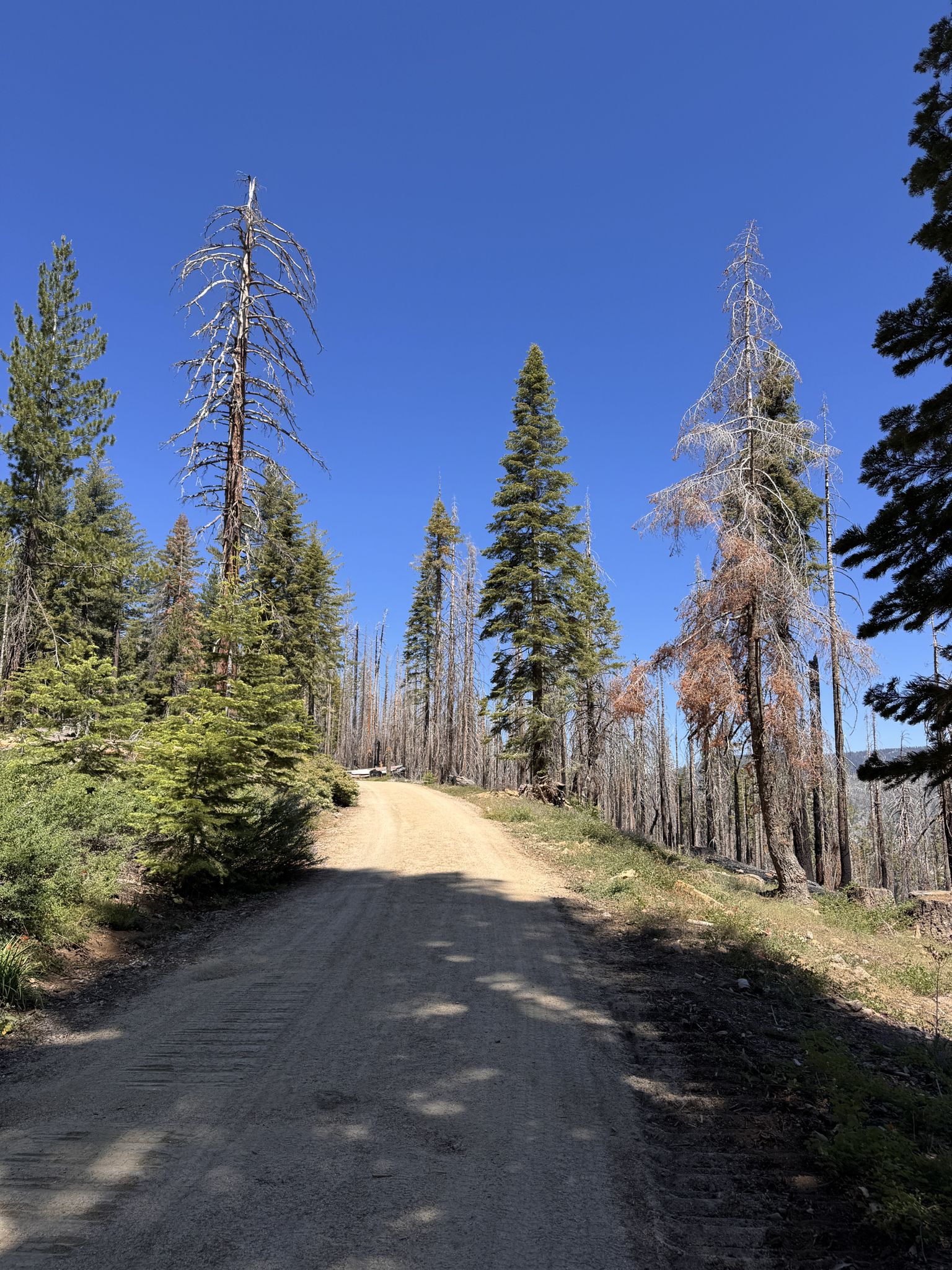 Dirt road through a forest with green and dead trees under clear sky. - Guardians Loop Trail