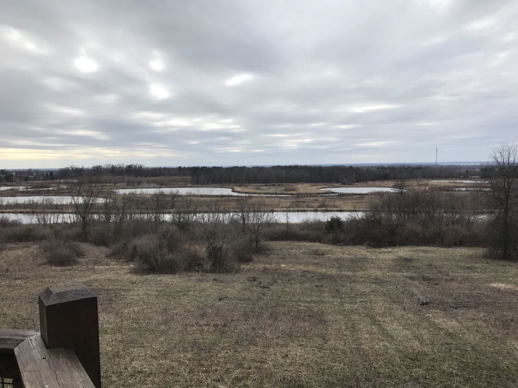 Overcast view of a wide wetland with bare trees and water. - Bobolink Grassland Trail