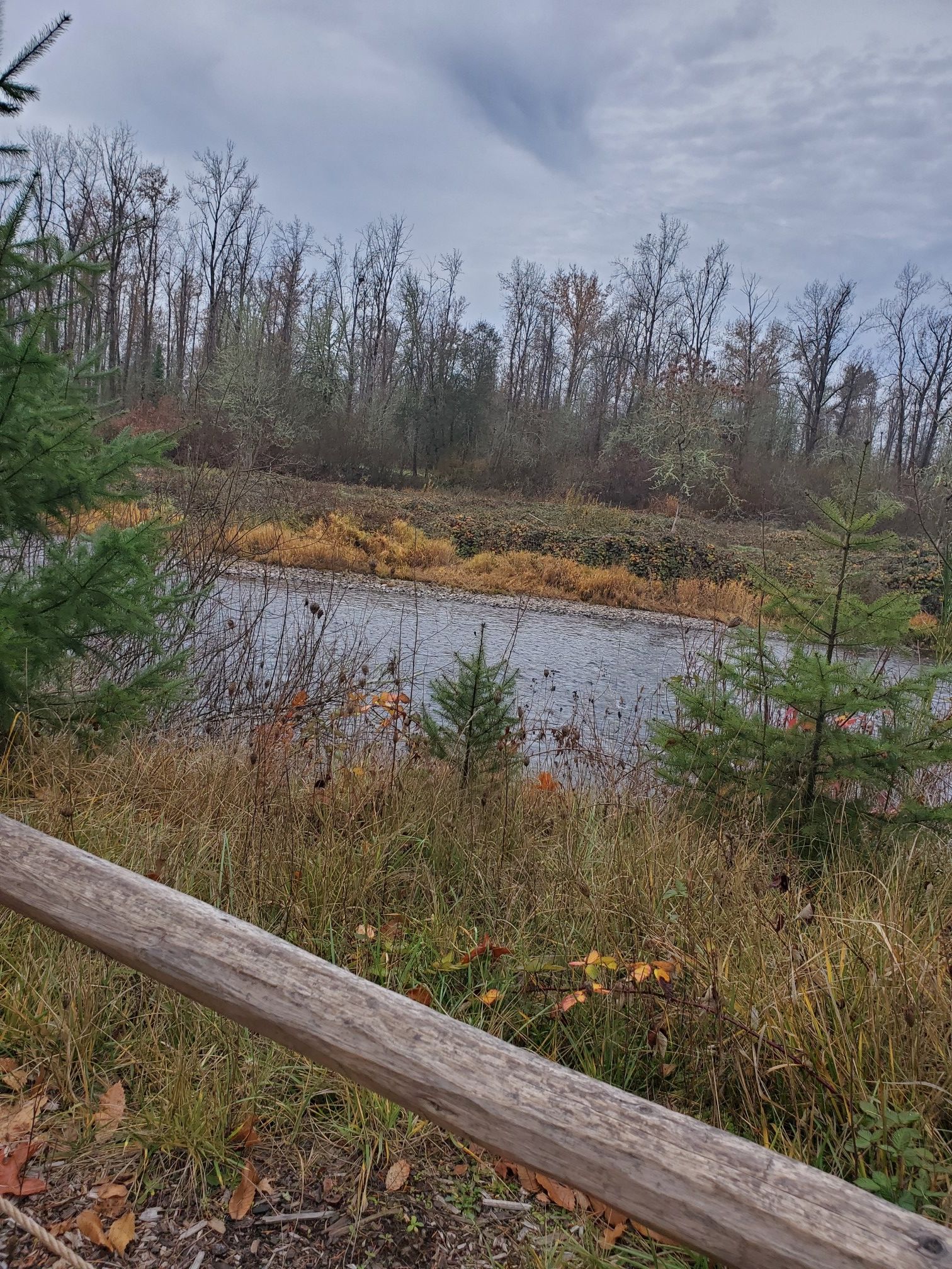 Overcast view of a river flowing past bare trees and green shrubs. - Meadow Road and Riverbank Trail Loop