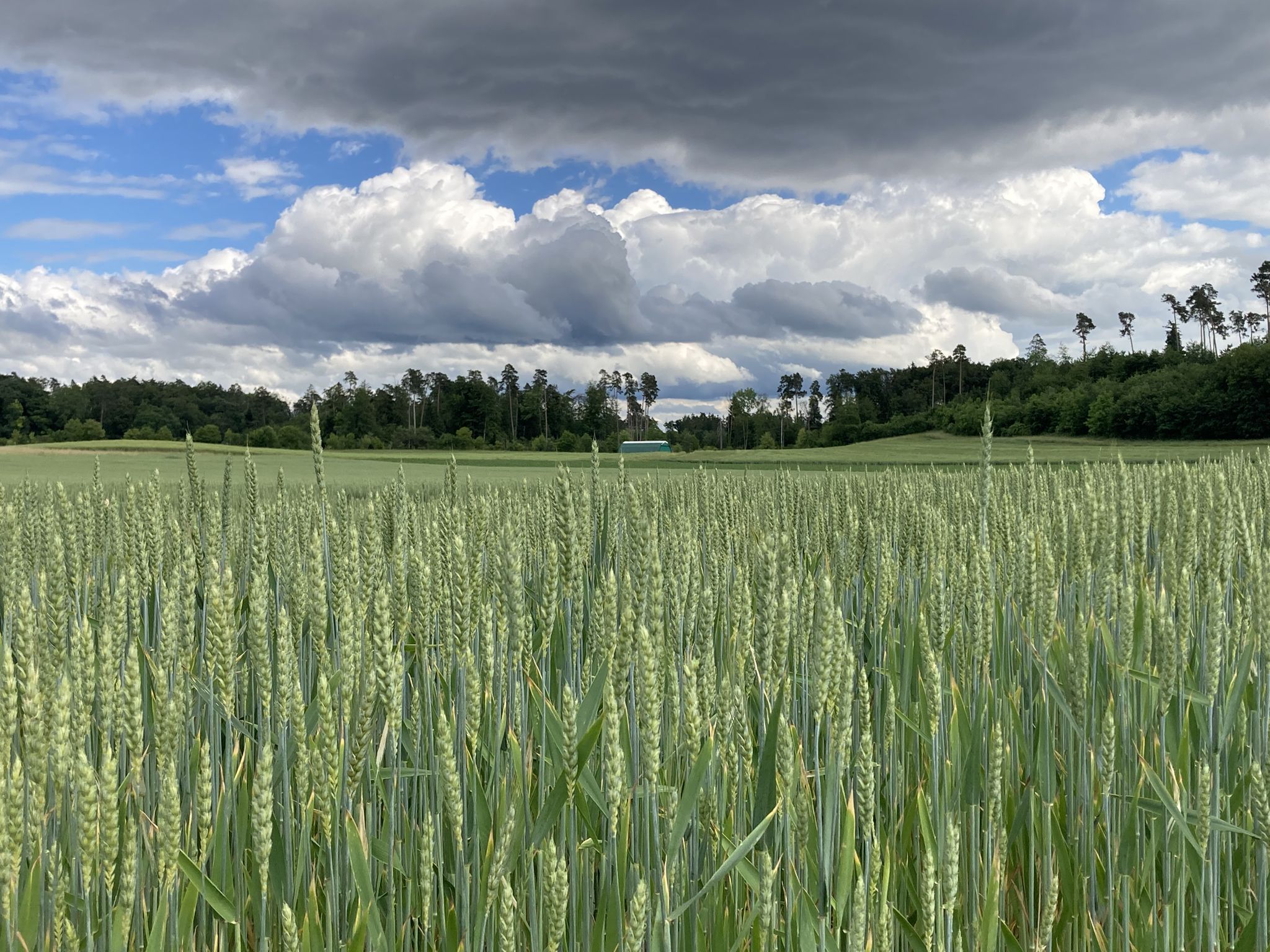 Saat - Weizen...mehr als nur für Brot verwendbar eigentlich