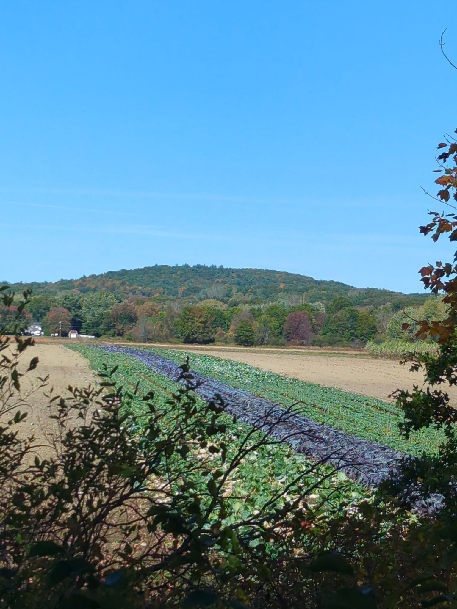 Sunny view of a cultivated field with rows of crops and a distant hill. - Norwottuck Rail Trail Bridge – Norwottuck Rail Trail Bridge loop from Fort River Grasslands Division