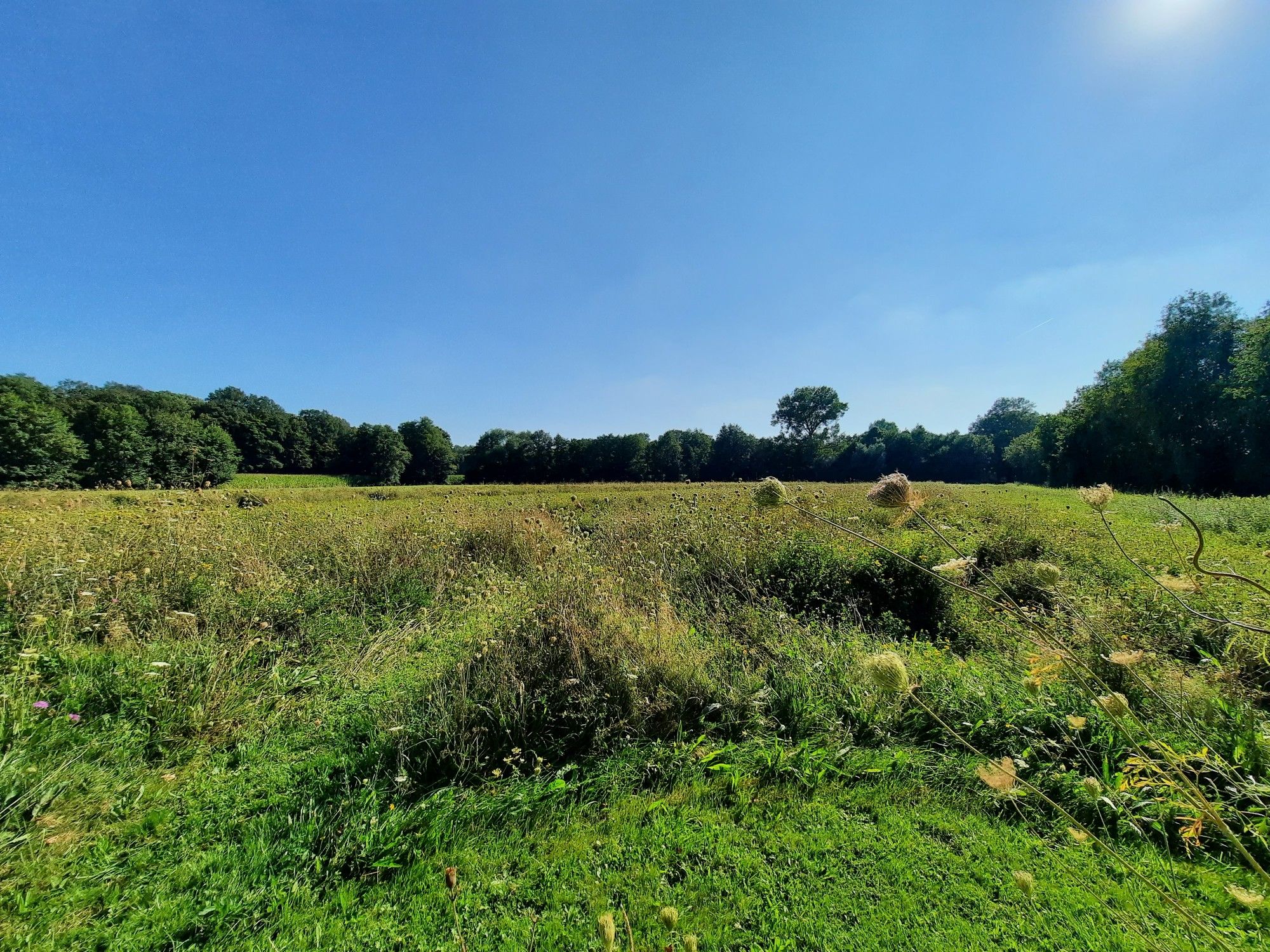 Blühwiese