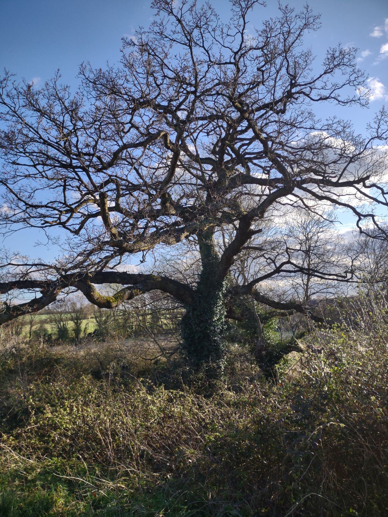 majestic Oak