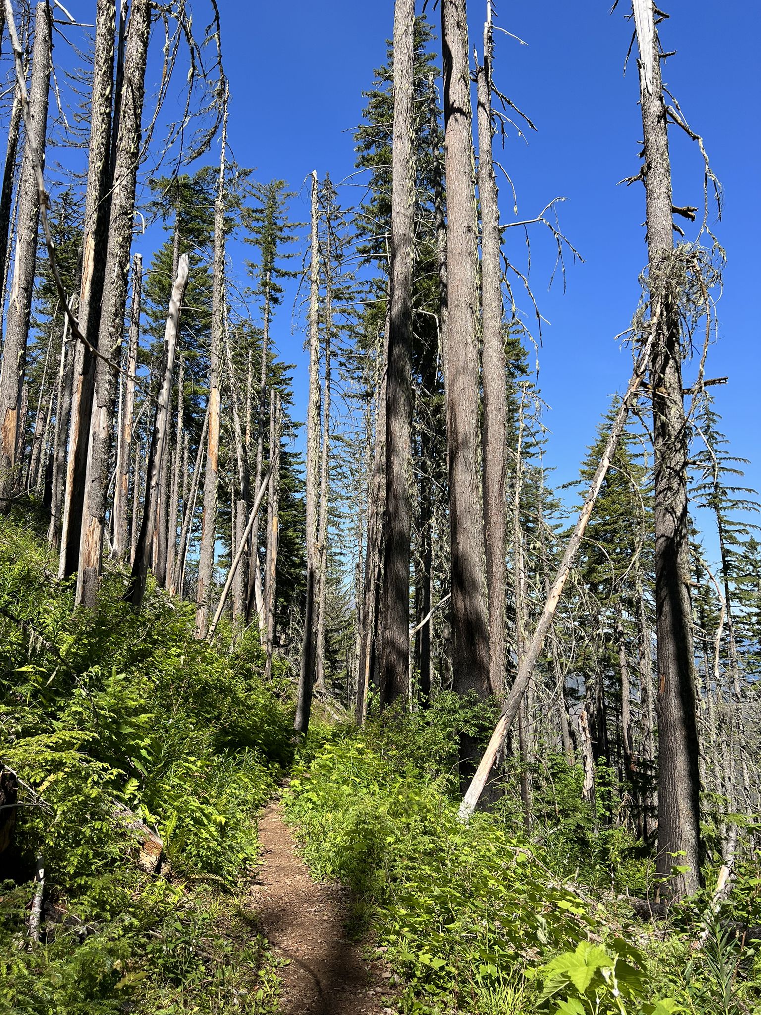 A narrow dirt path winds through a sunny forest of tall trees and green ferns. - Pacific Crest Trail to Wahtum Lake