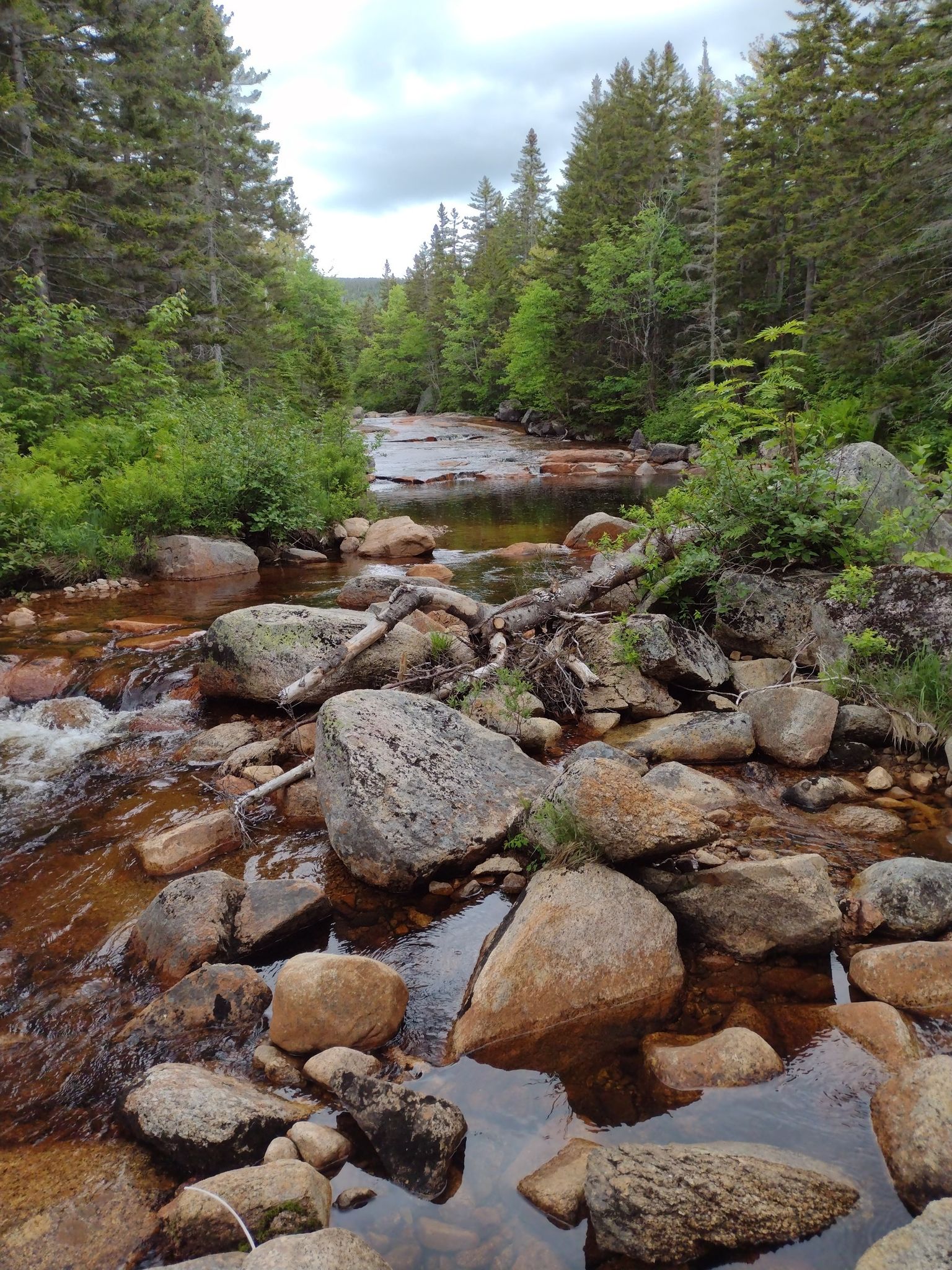 A rocky river flows through a dense green forest on an overcast day. - Ethan Pond Trail