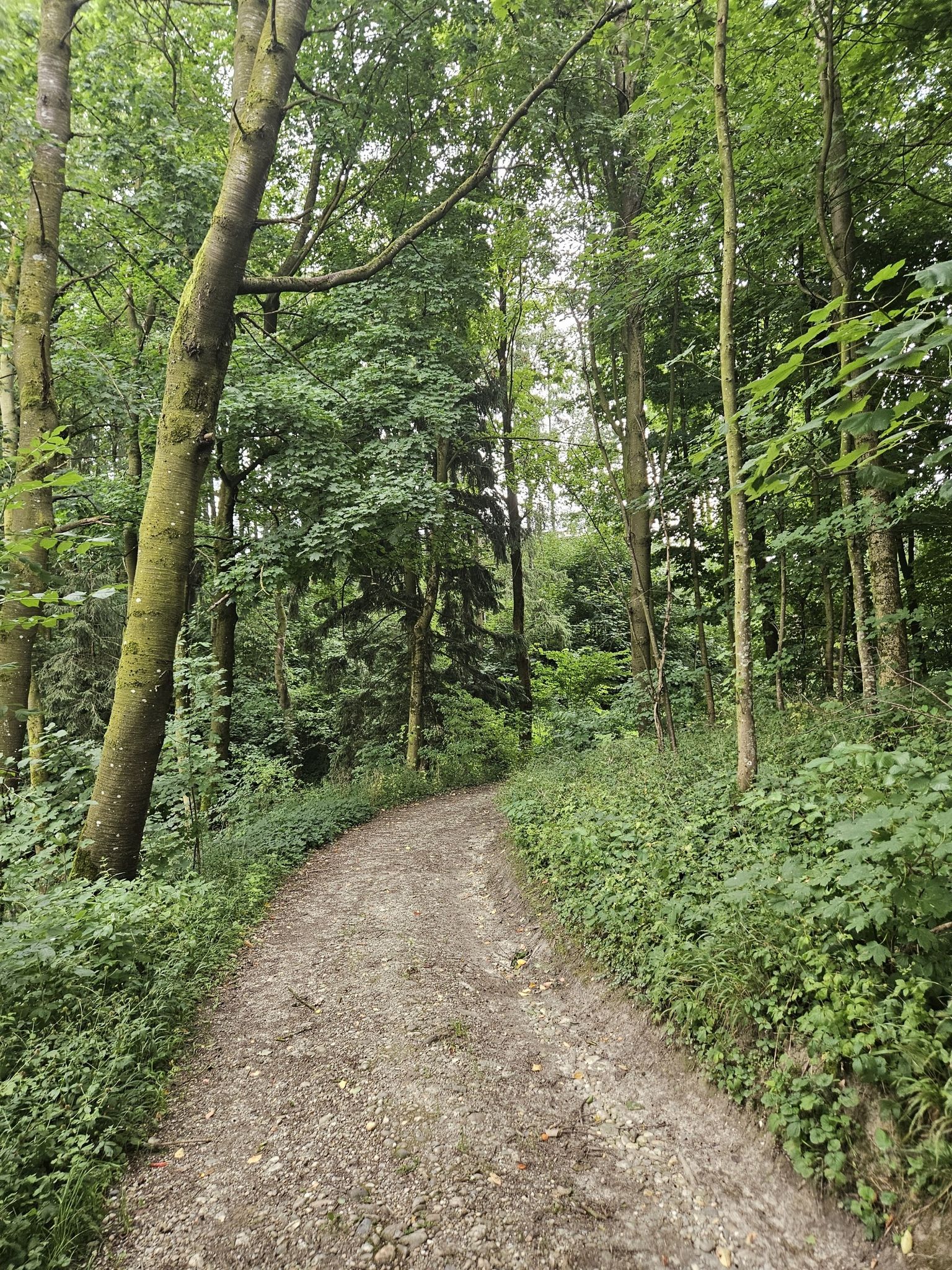 Ein kleines Waldstück,...