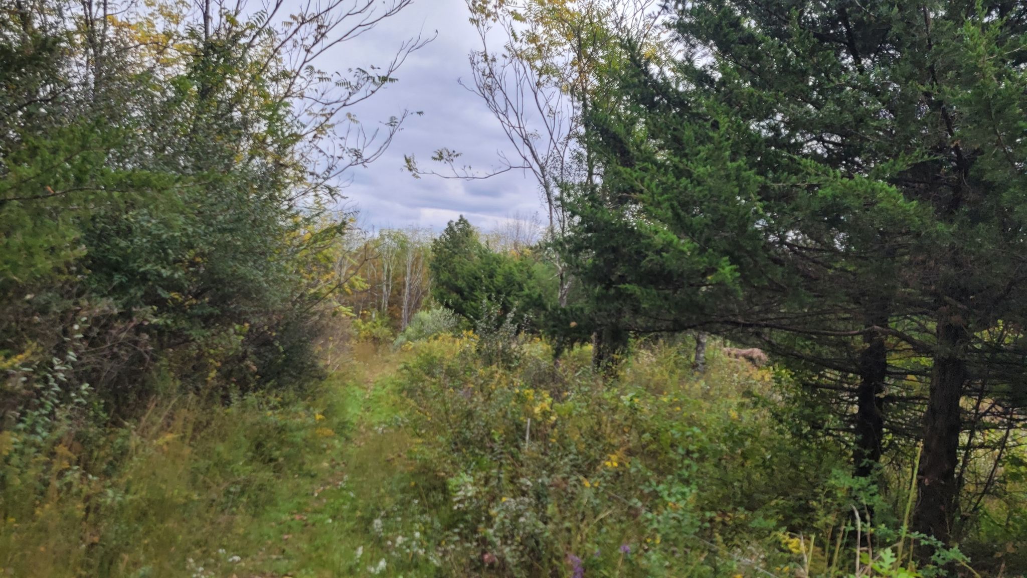 Overgrown path winding through dense green and brown forest under an overcast sky. - Appalachian Trail: Wantage Foothills