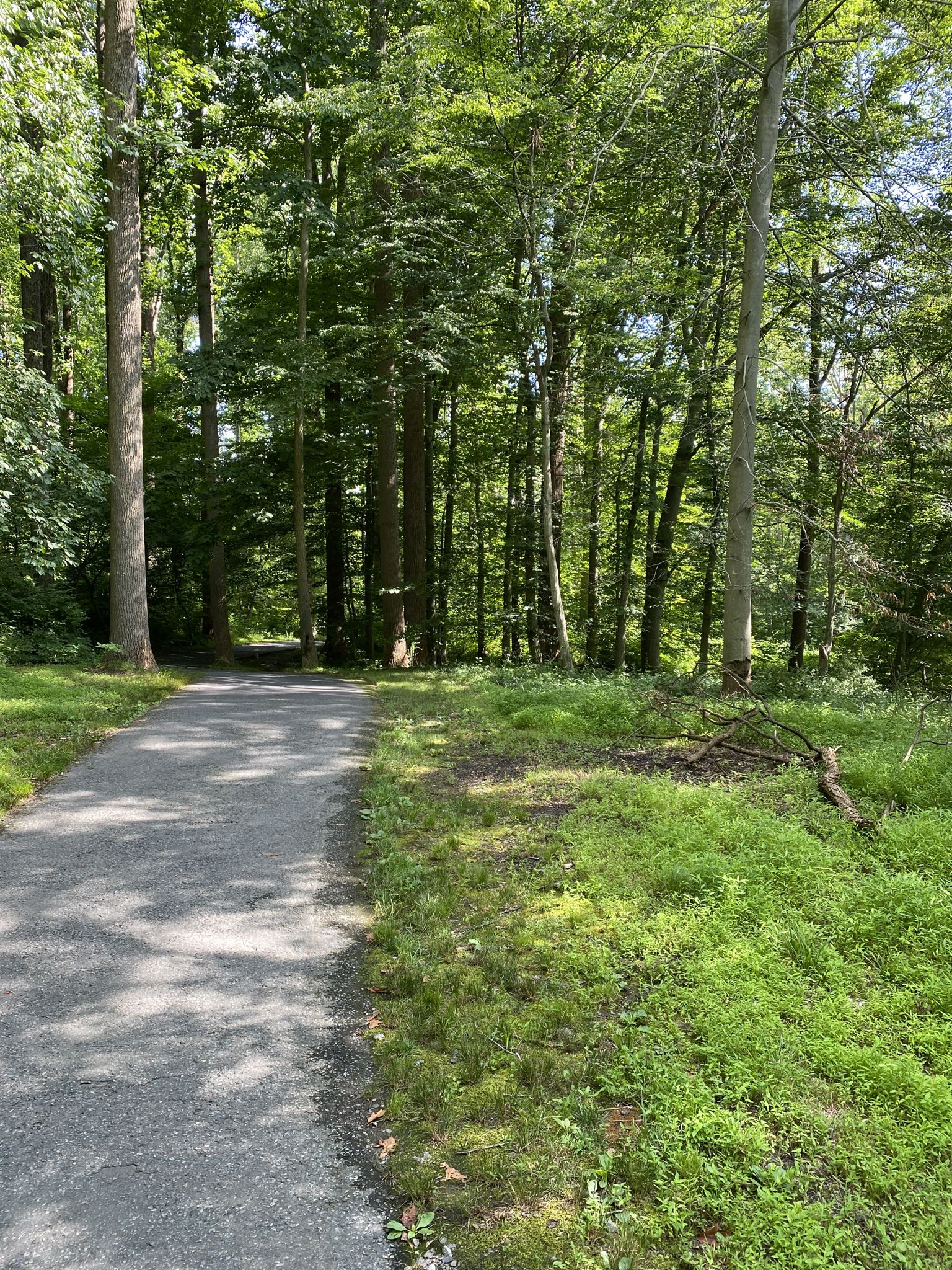 A paved path winding through a sunlit, verdant forest on a clear day. - Rock Creek loop from Aspen Hill
