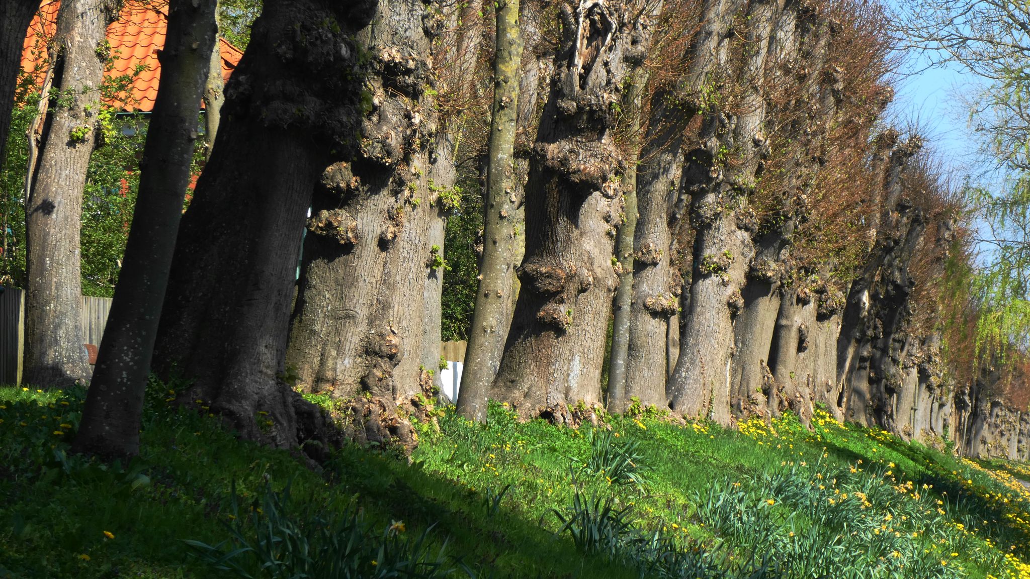 Süderwall (mit Park)