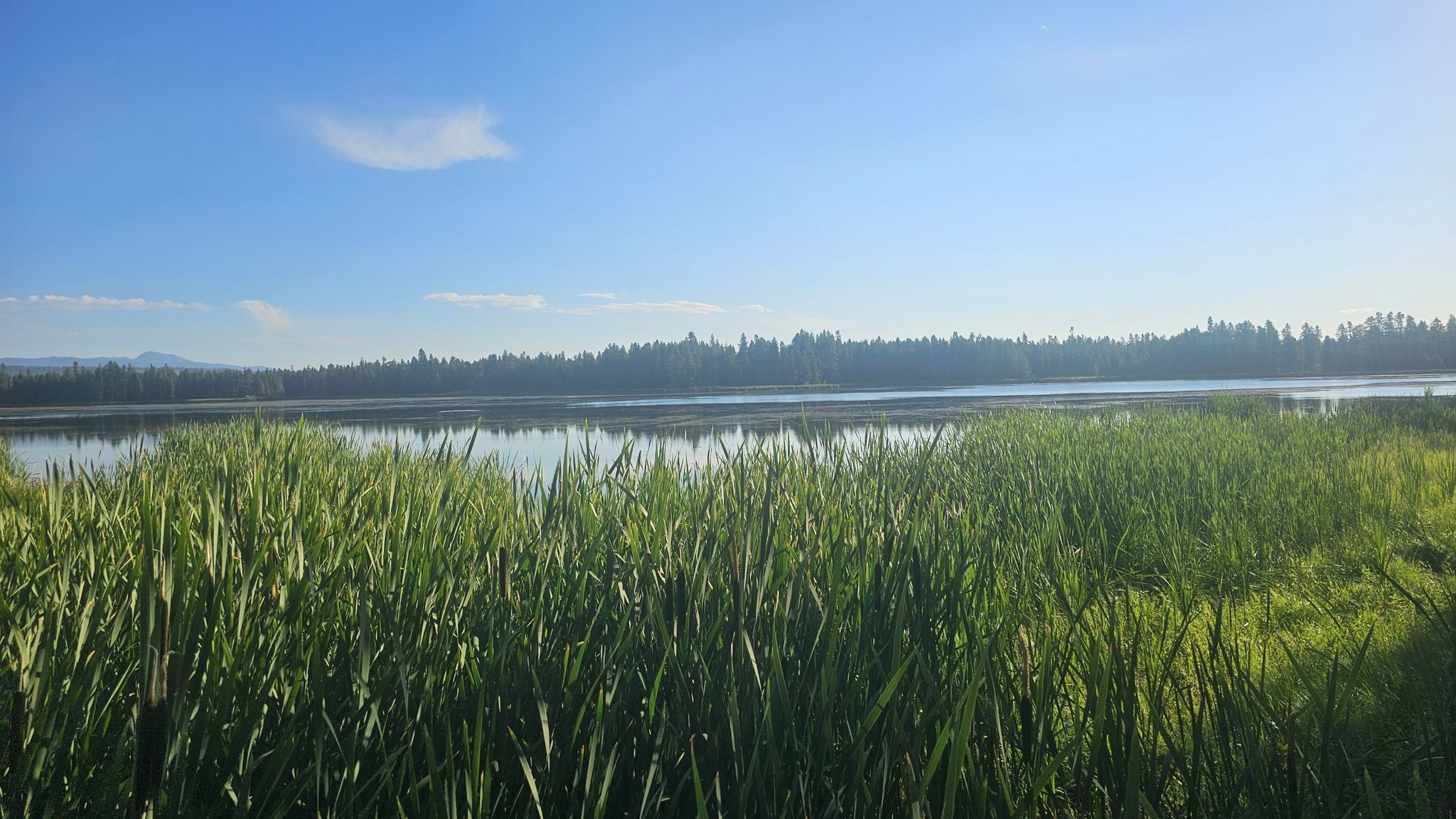 Bright sunny day over a calm lake with tall green grasses in the foreground. - Silver Lake and Ridge Trail Loop