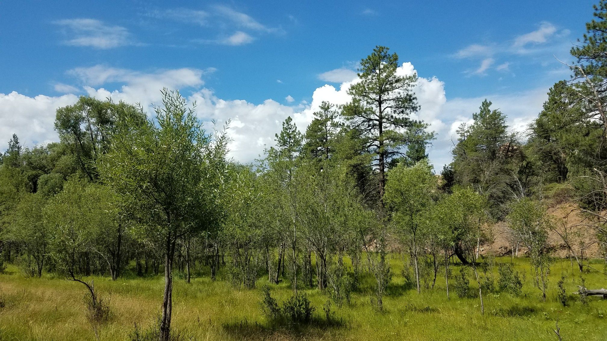 A lush green meadow with young trees under a bright blue cloudy sky. - Apache Creek Loop