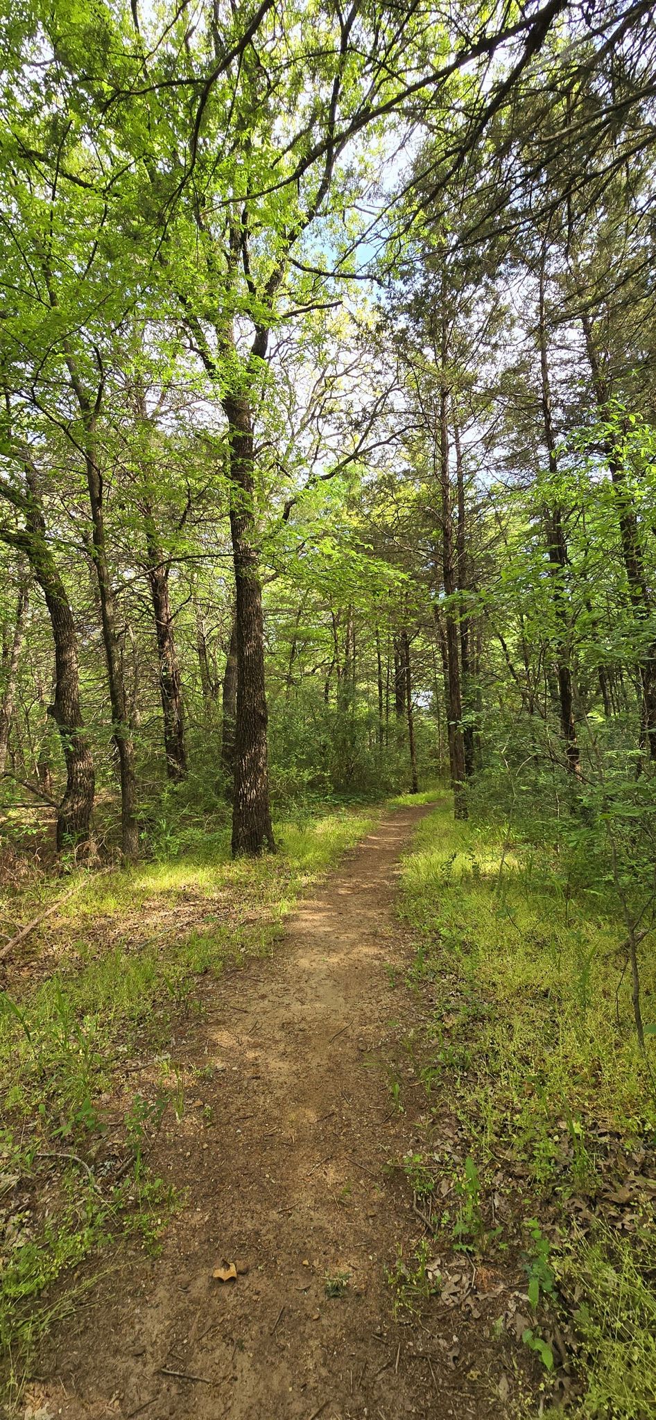 Sunlit dirt path winding through a vibrant green forest on a bright day. - DORBA Green Loop