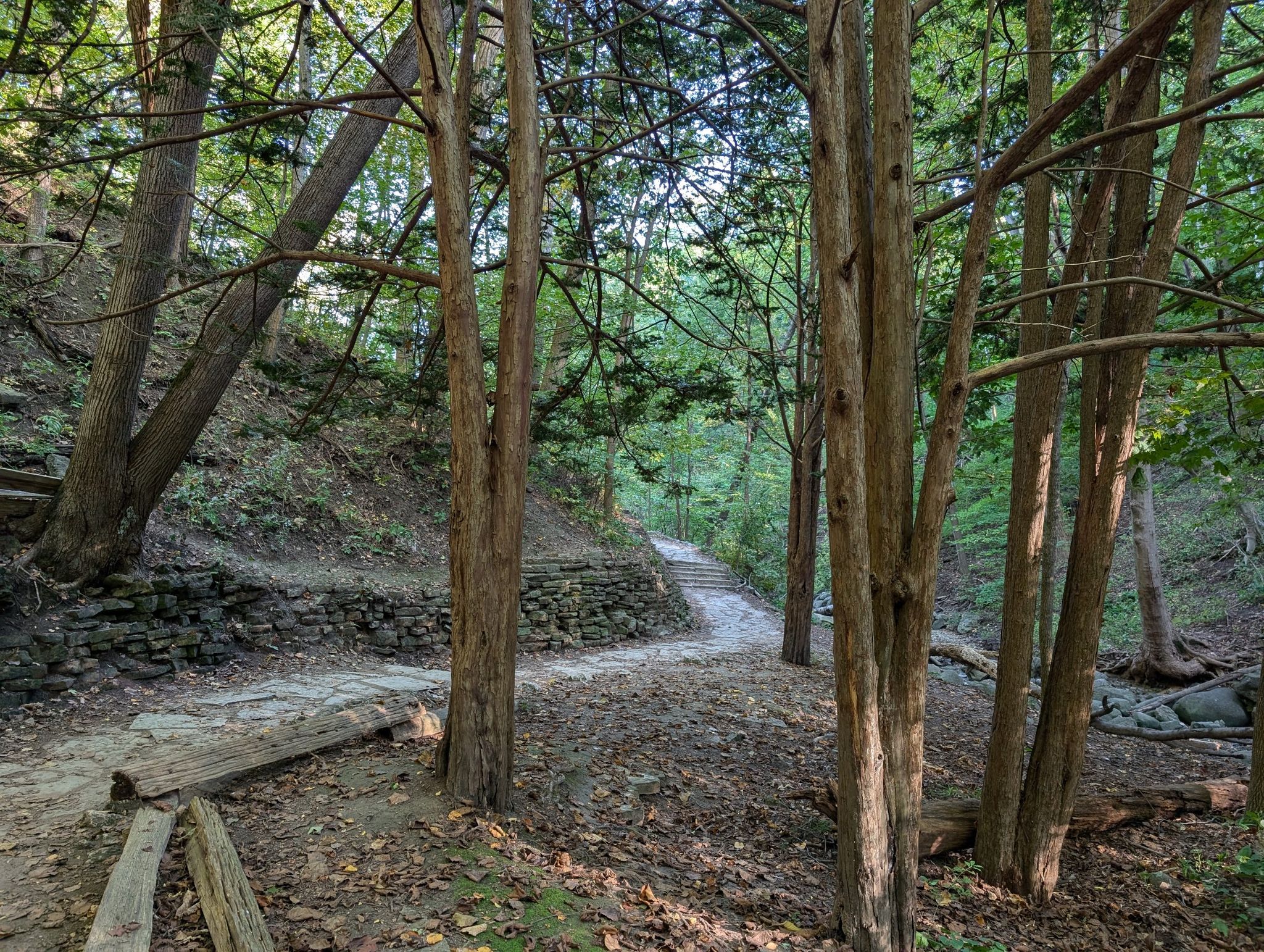 A winding stone path through a dense, green forest with dappled light. - Seven Bridges Trail