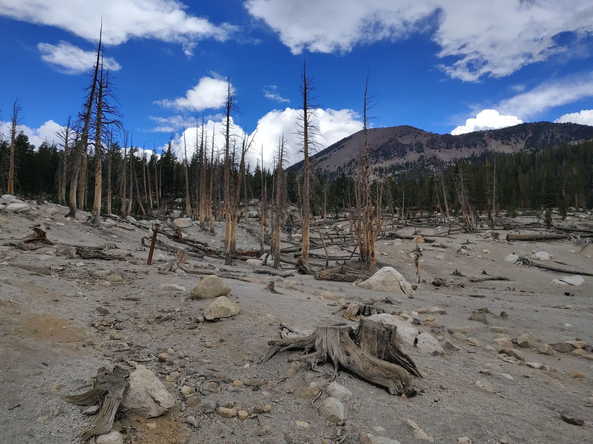 Barren landscape with dead trees, tree stumps, and distant mountains under cloudy sky. - Mammoth Pass and McLeod Lake Trail