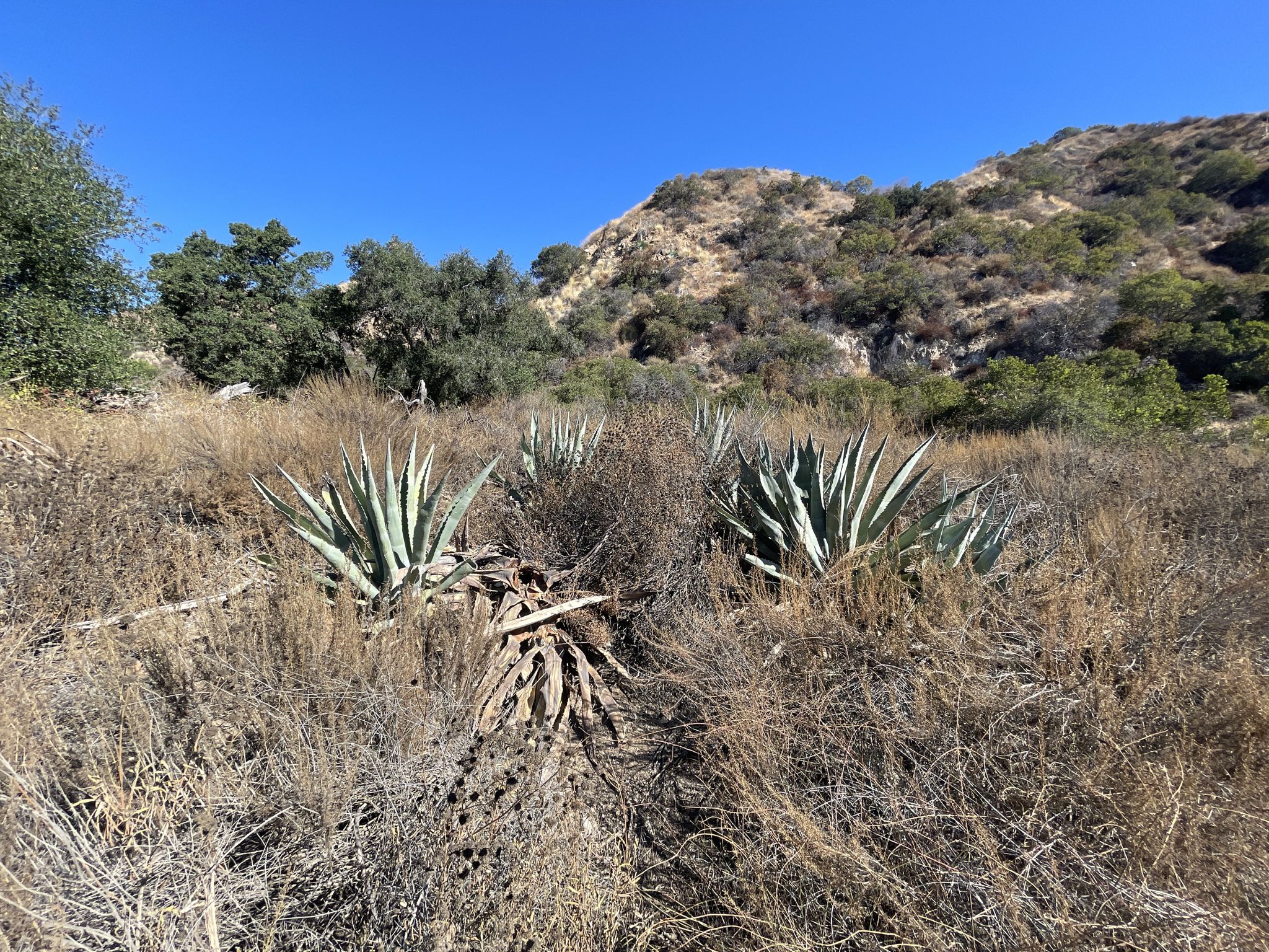 Agave plants and dry brush cover rolling hills under a bright, clear sky. - Eaton Canyon Trail