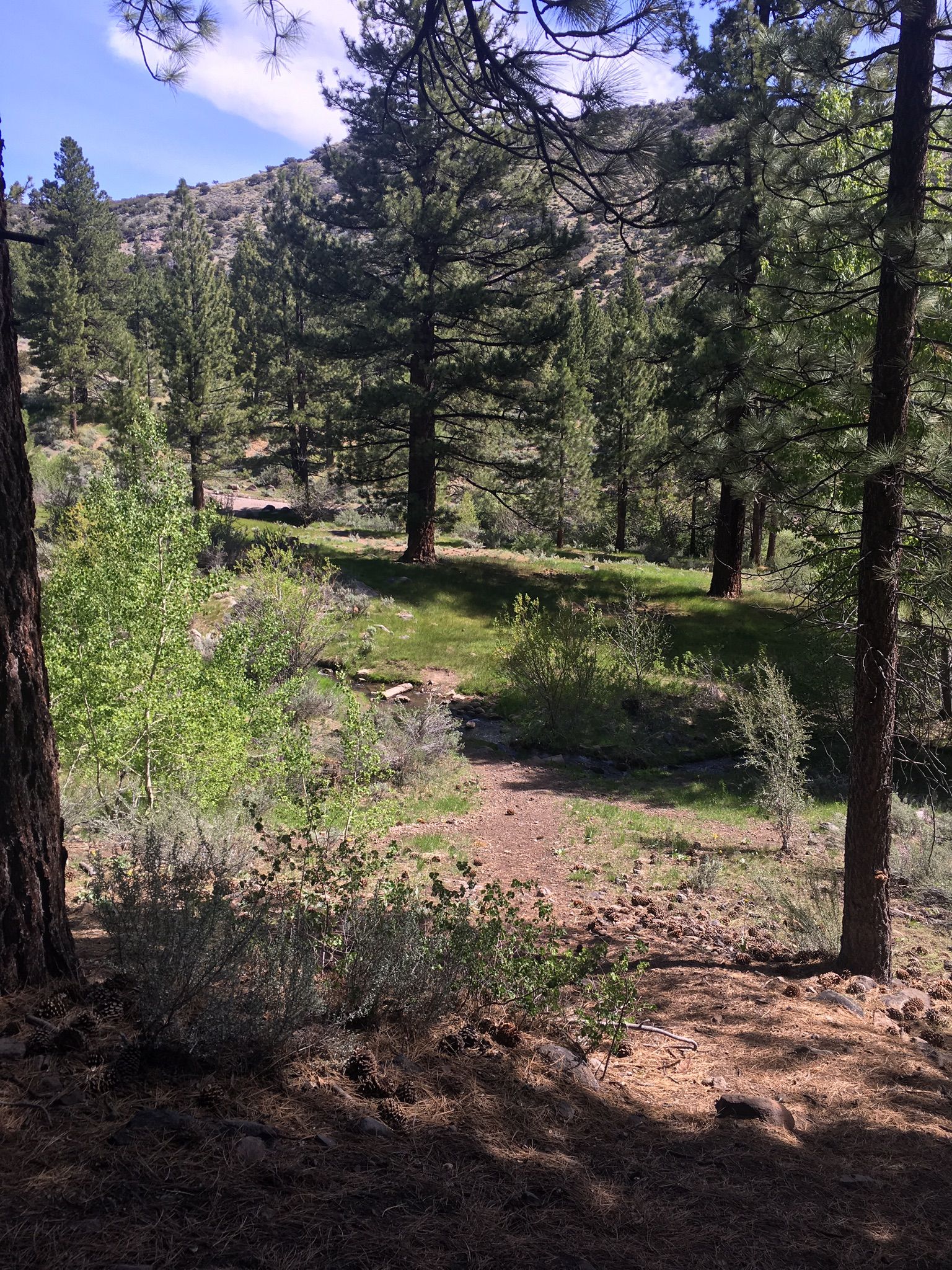 Sunny forest path winding through tall pine trees and green bushes. - Upper Thomas Creek Trail loop from Arrowcreek Open Space
